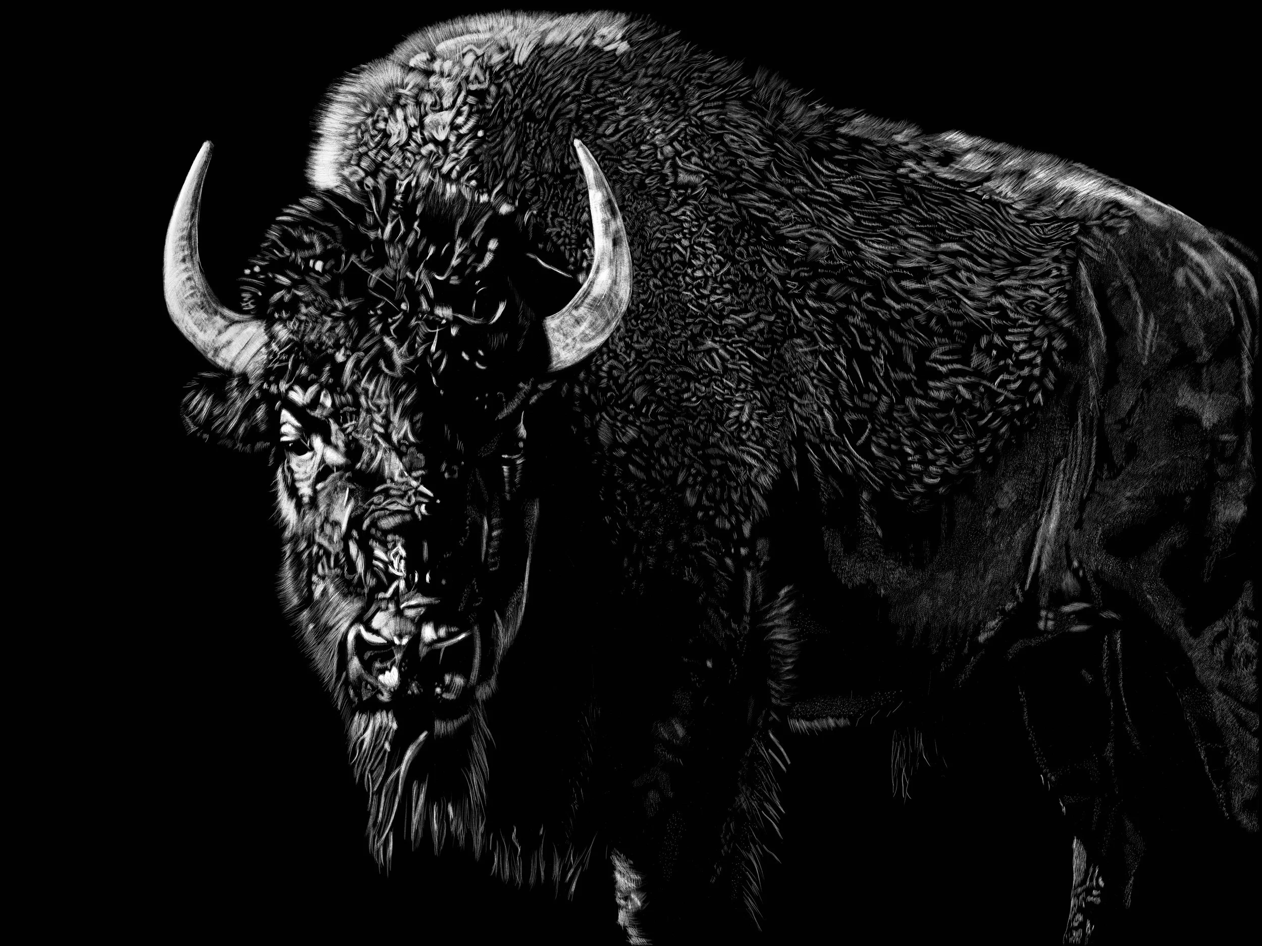 Buffalo 1.jpeg