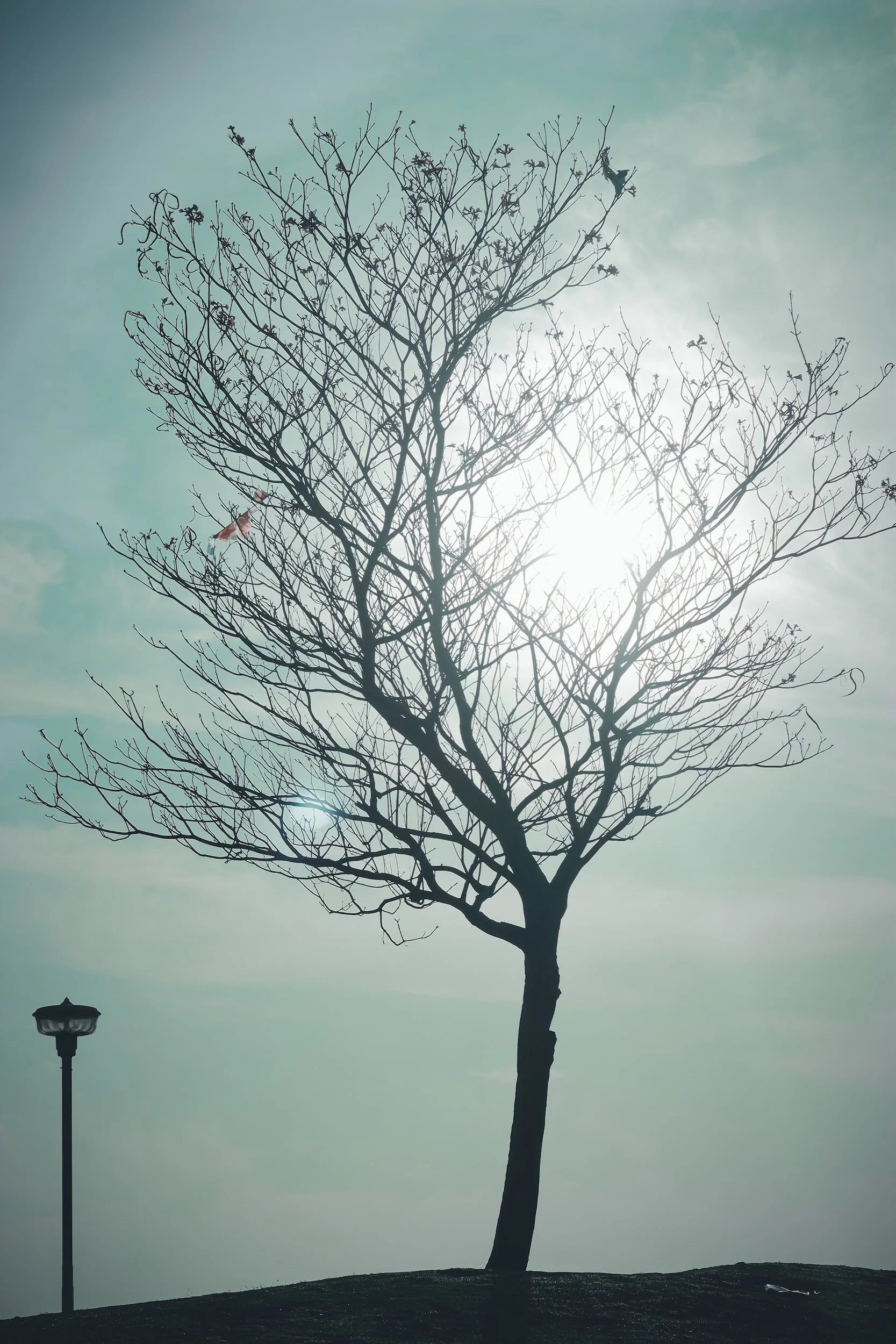I Will Lift Up Mine Eyes - Linda Snow