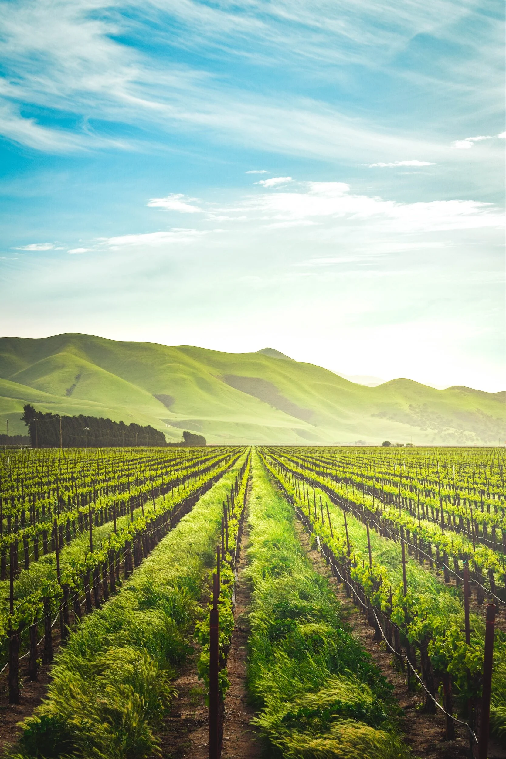 Don't Lose Sight of the Harvest - Melissa Jupp