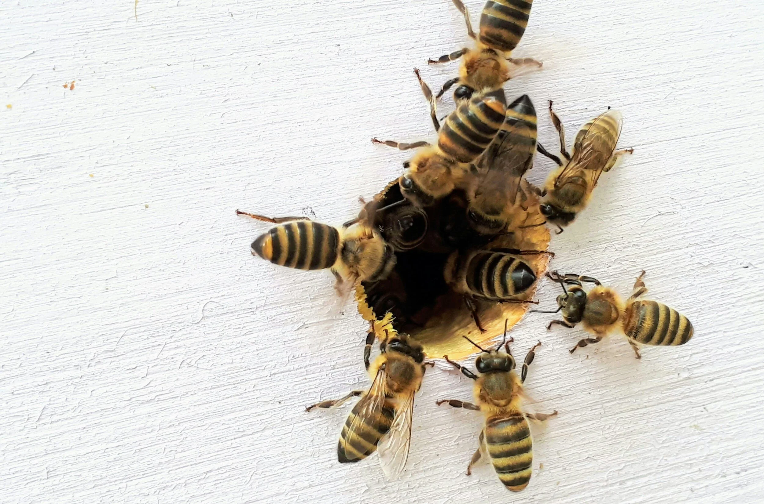Busy as a Bee - Natasha Wainscott
