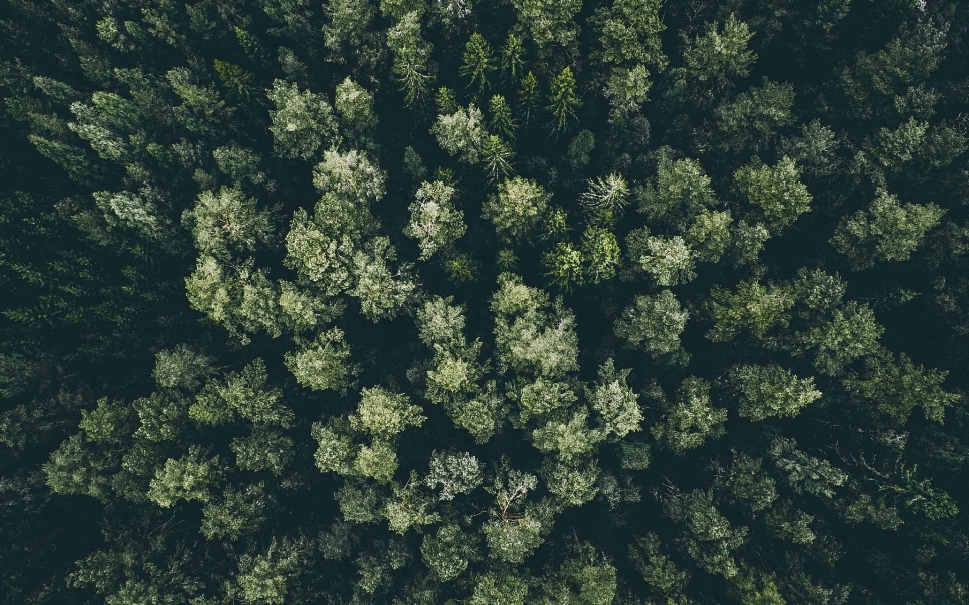 forest-top-view-tops-of-trees-jungle.jpg