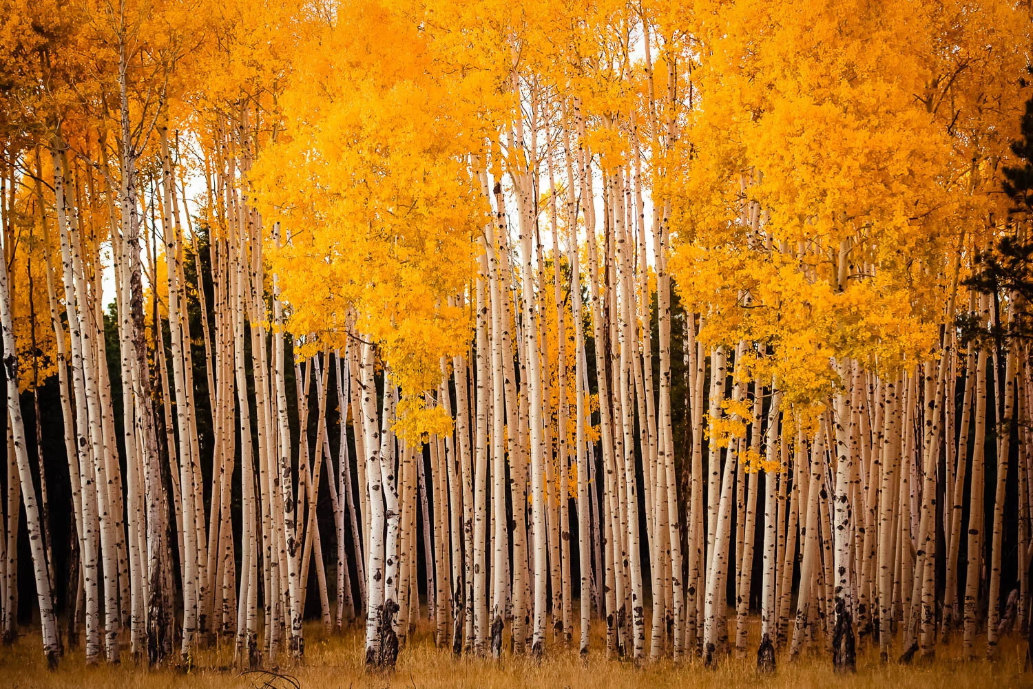 Katie Woodard Landscapes-6.jpg