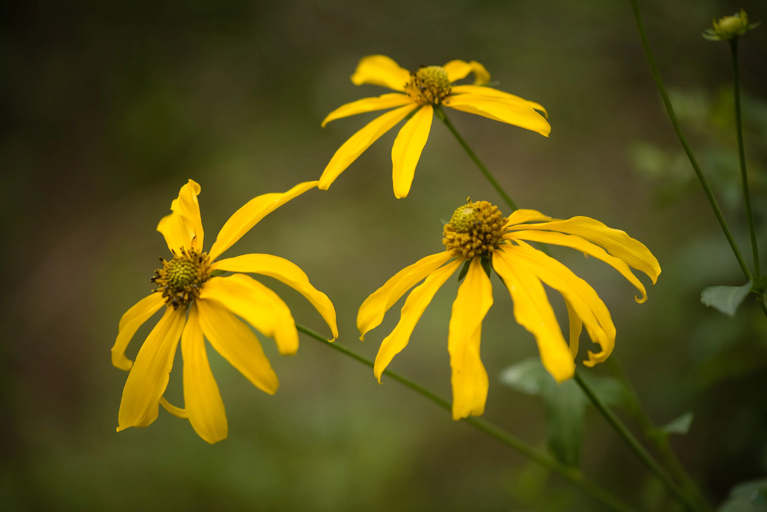 August 2018 wildflowers-1.jpg