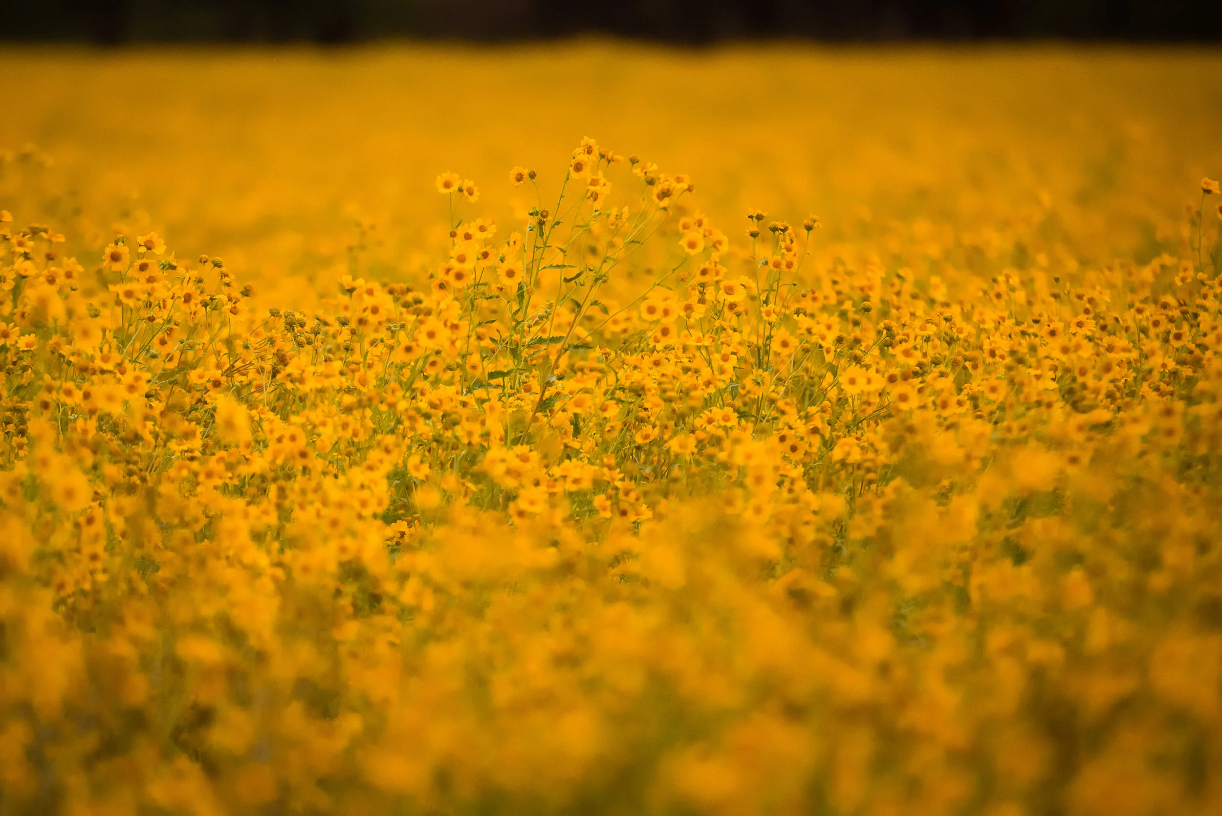 Flagstaff Summer Yellow flowers Katie Woodard-1.jpg