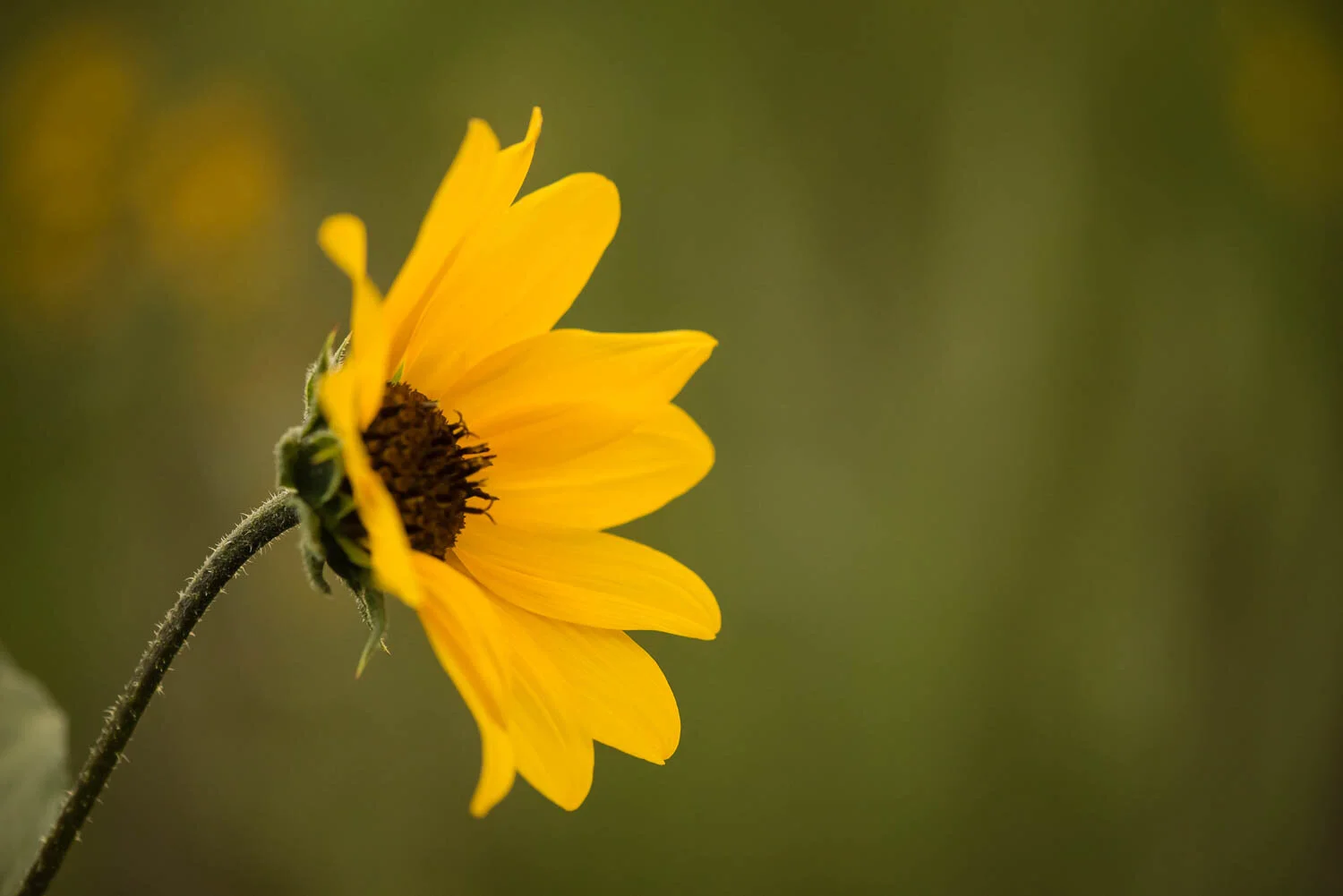 Flagstaff sunflowers 2018 Katie Woodard-1.jpg