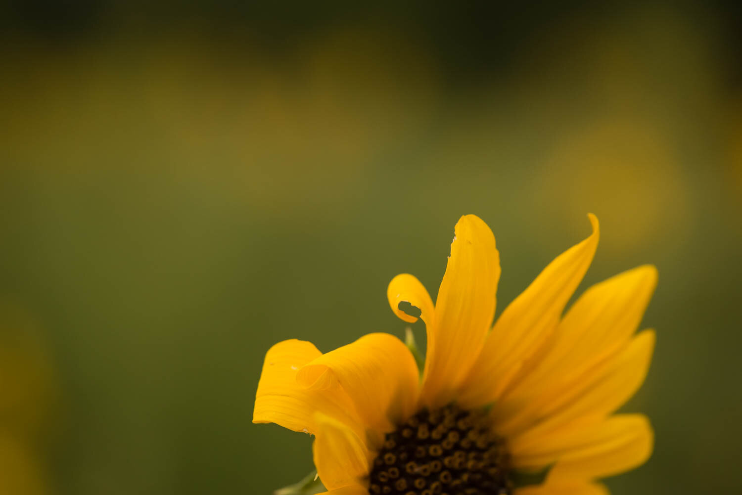 Flagstaff sunflowers 2018 Katie Woodard-8.jpg