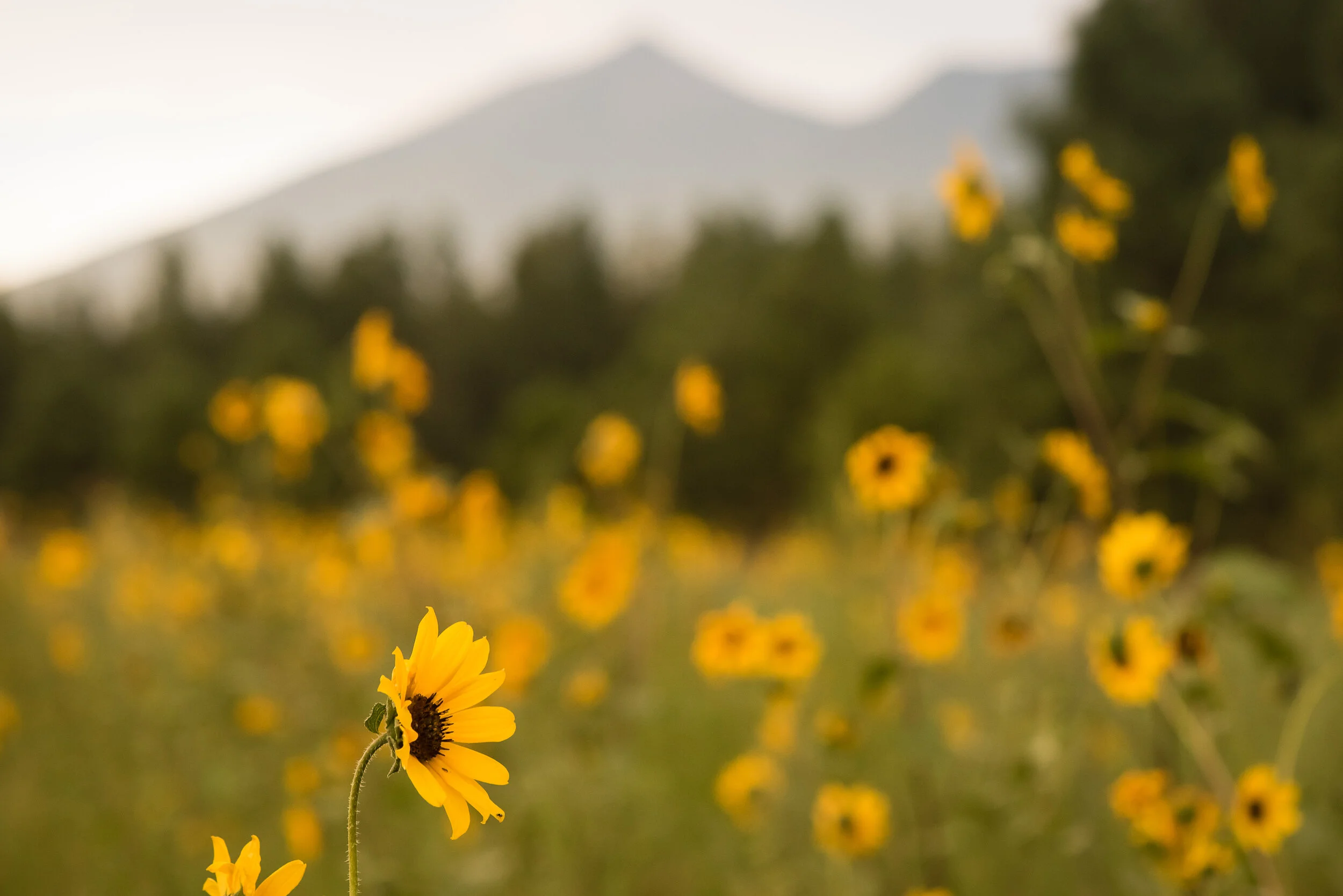 Flagstaff sunflowers 2018-4.jpg