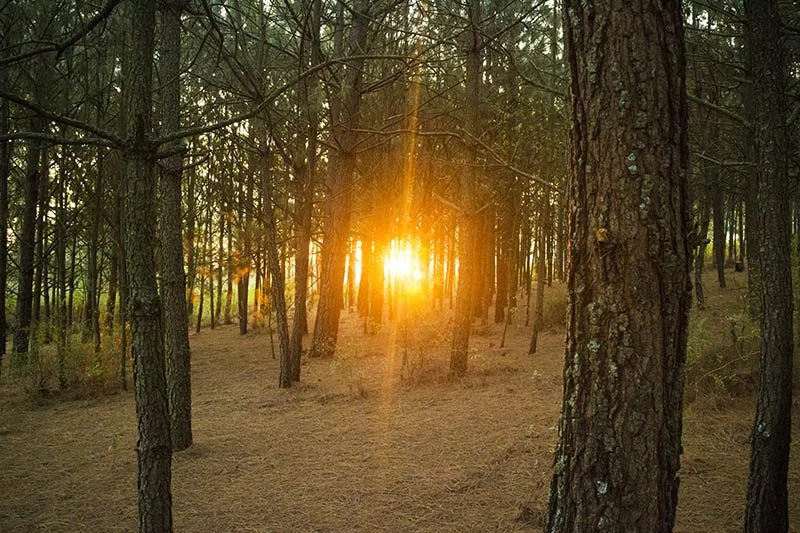 El ritmo de la Tierra. "Aquí es" el llamado de este bosque a conectar y venirte a acampar