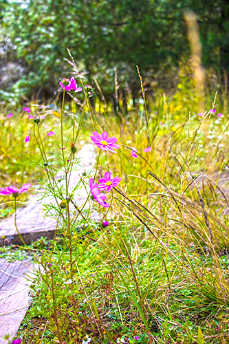 Inhala_camping_baño_bosque_primavera_camino_a_florecer.png