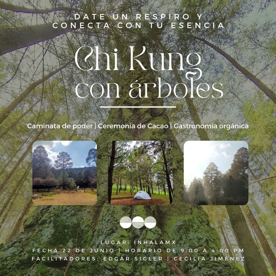 Chi Kung con árboles