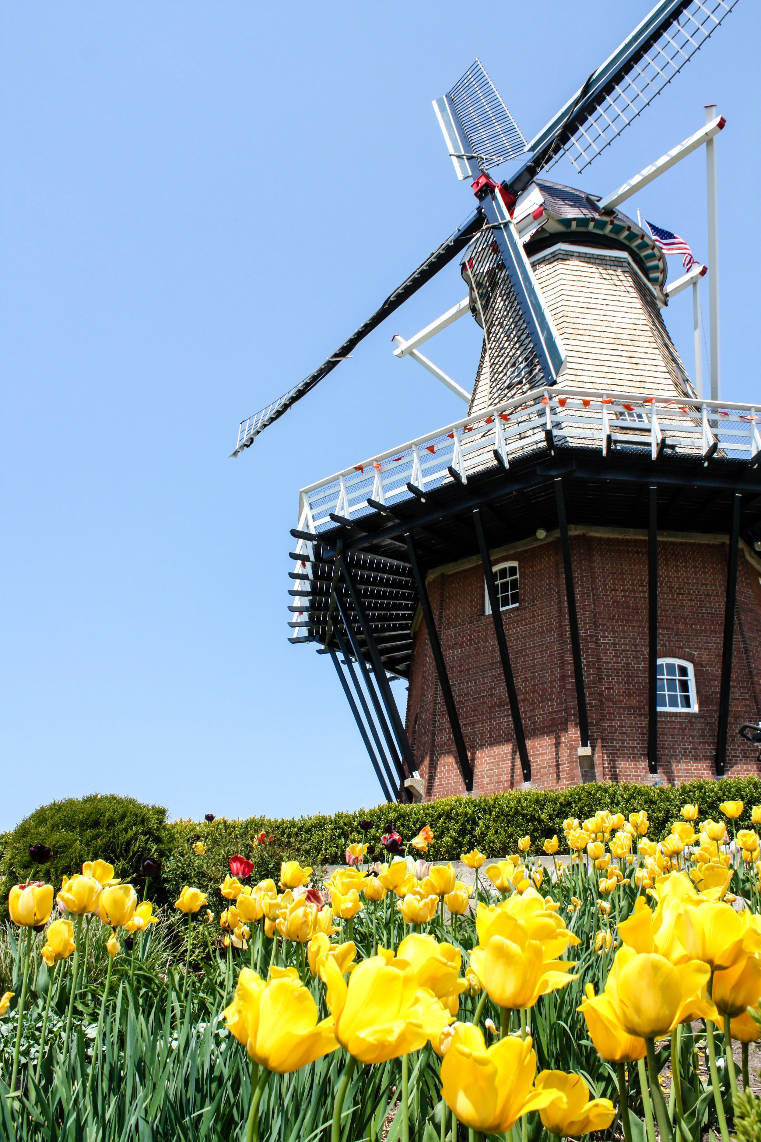 TulipTime-7.jpg