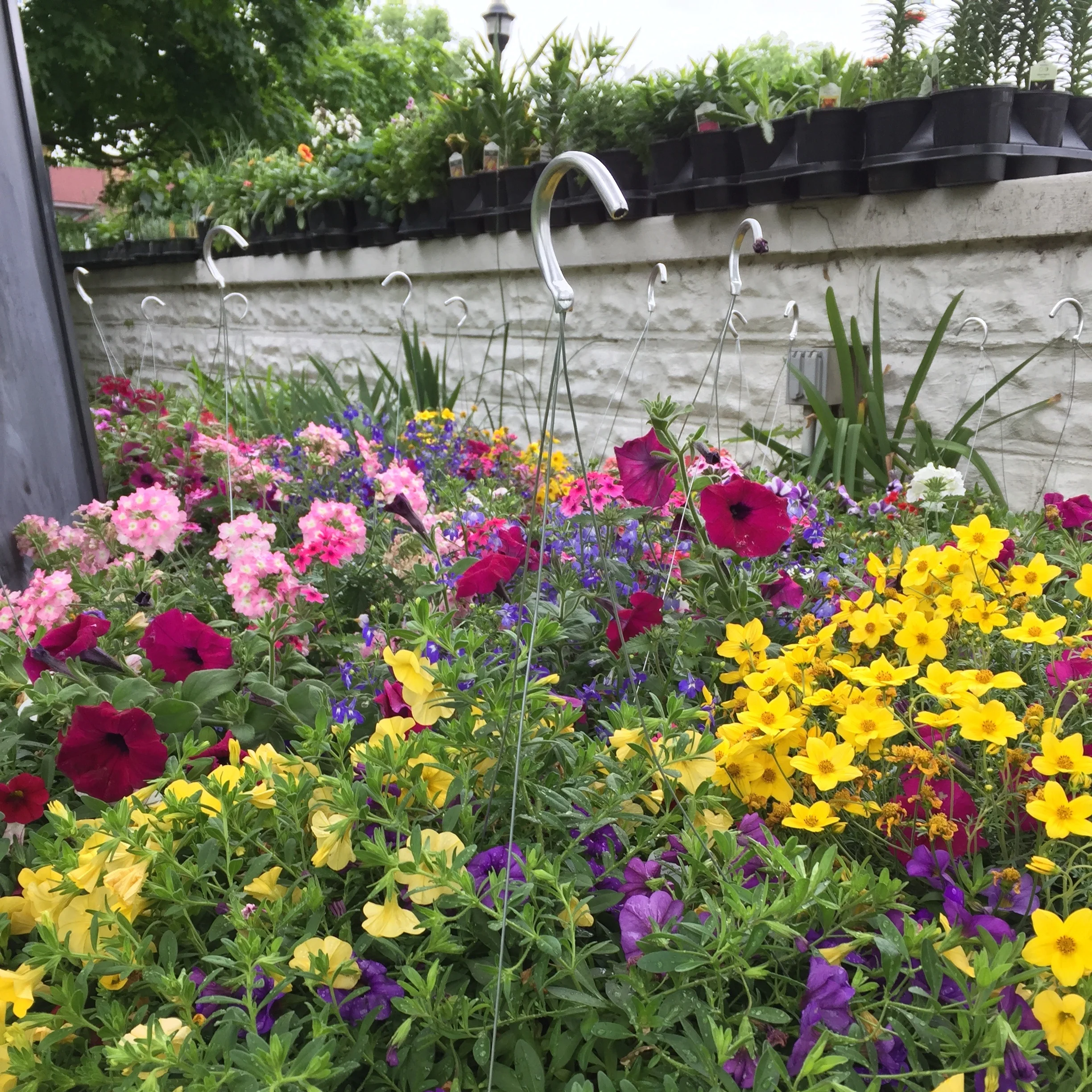 FlowerBaskets.jpg