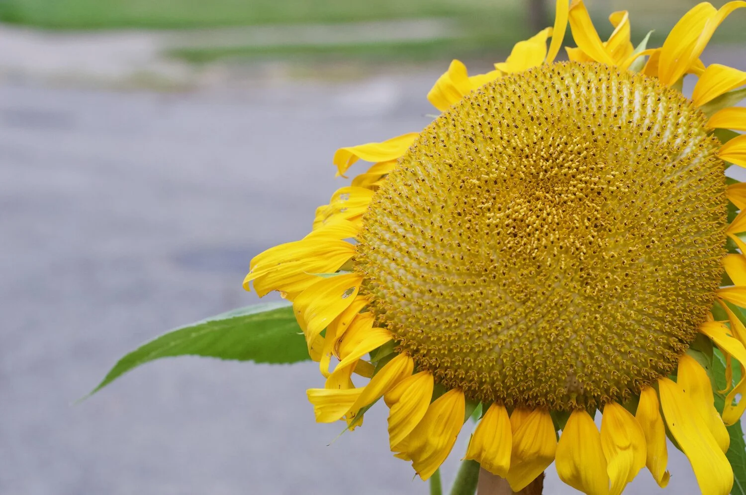 Giitigan's Response to COVID-19