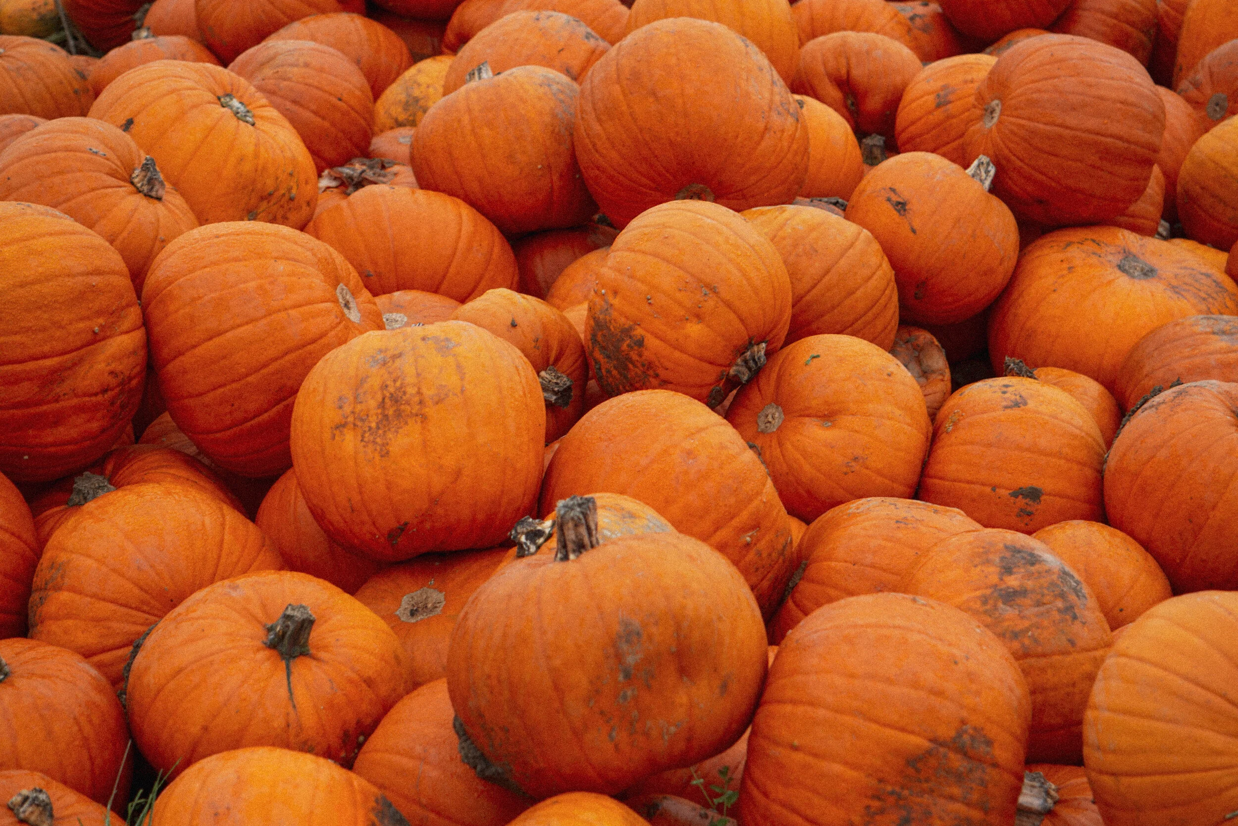 Virtual Events! Pumpkin Carving &amp; Cooking Demonstration ft. Andi Murphy from Toasted Sister