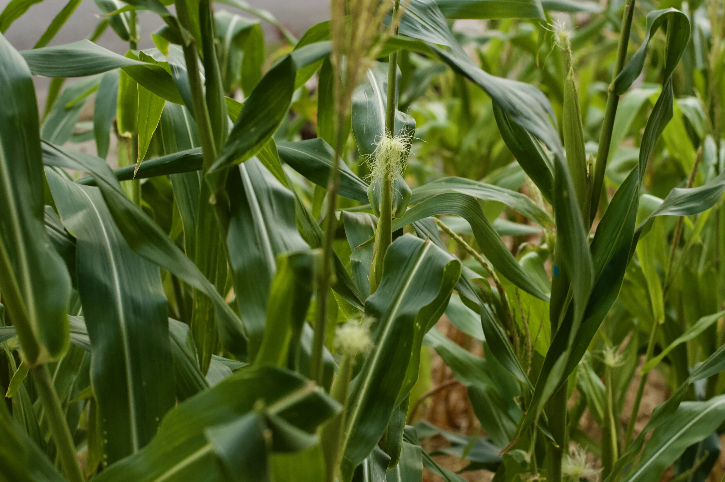 Giitigan is a 501c3, publicly-supported and tax exempt, nonprofit!