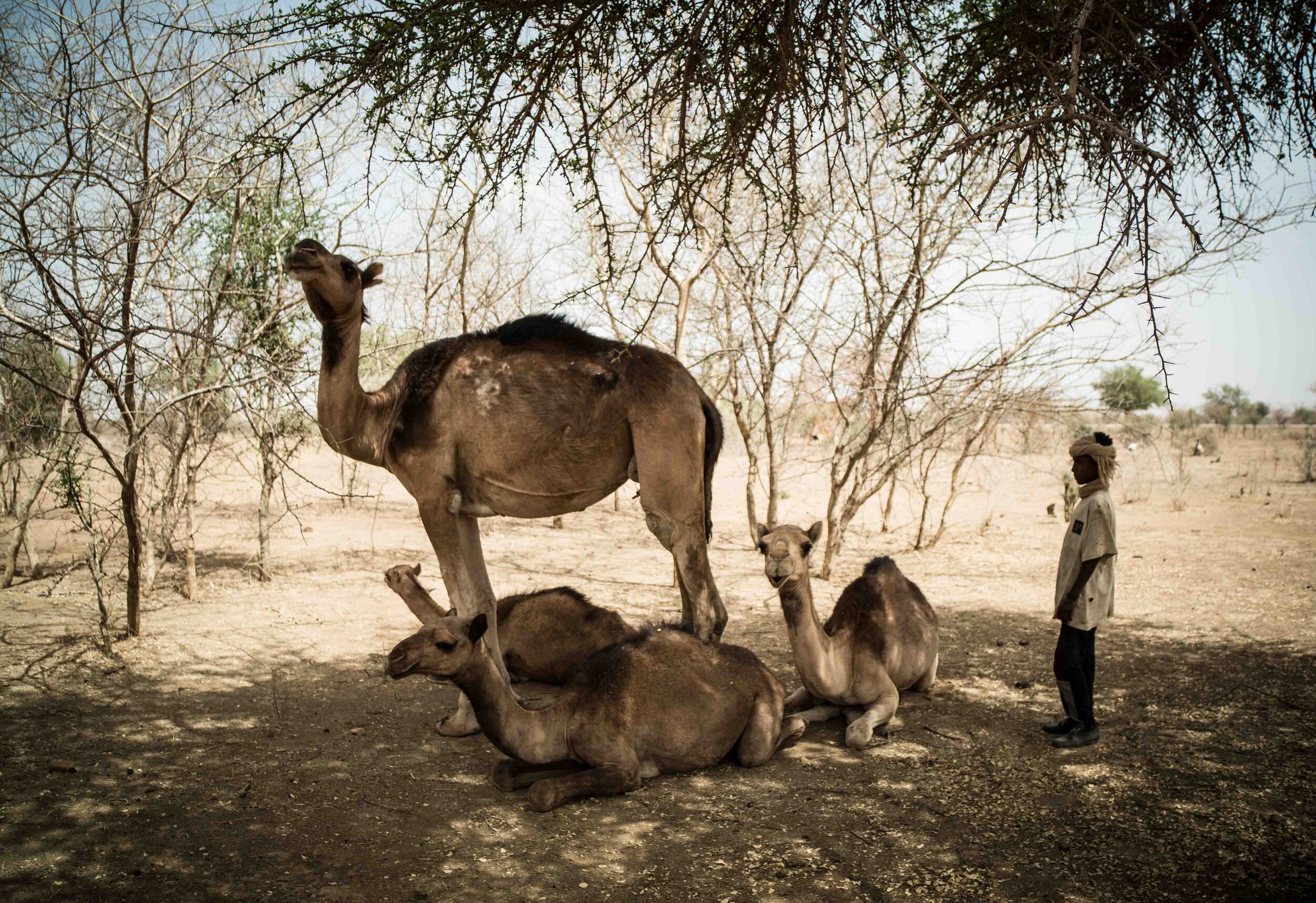  camels are known to have a power to withhold their milk - if they don’t know the person who is taking out their milk or if they don’t like their herder, they will keep the milk inside their bodies and the herder will not be able to take it out no ma