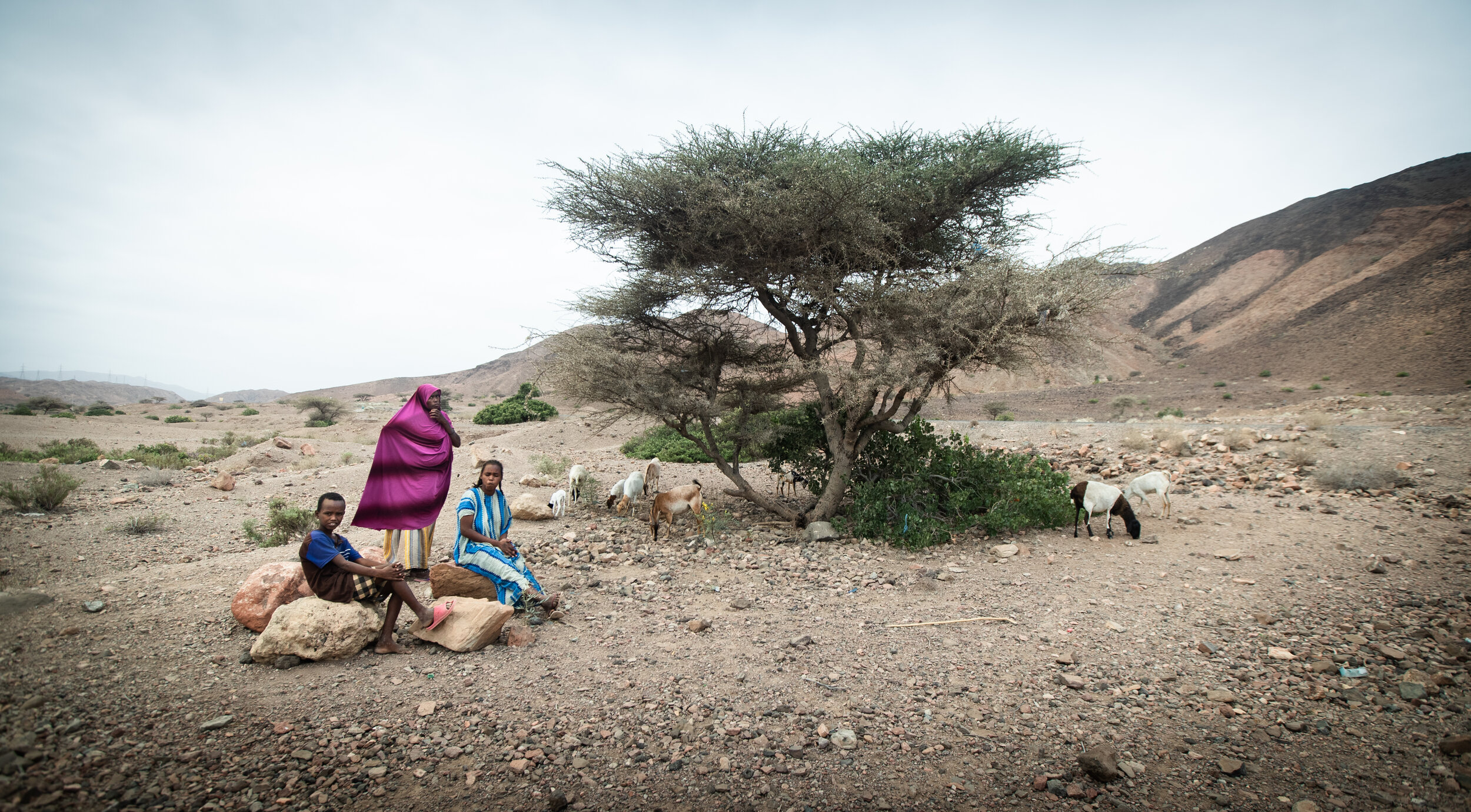  Moumina Idris Wabri with her children while their cattle is grazing.  organizations, like UNDP Djibouti, are providing families like Moumina Idriss Wabri’s, in Ombokta, with seeds, farming equipment, water pipes and trainings on farming and on how t