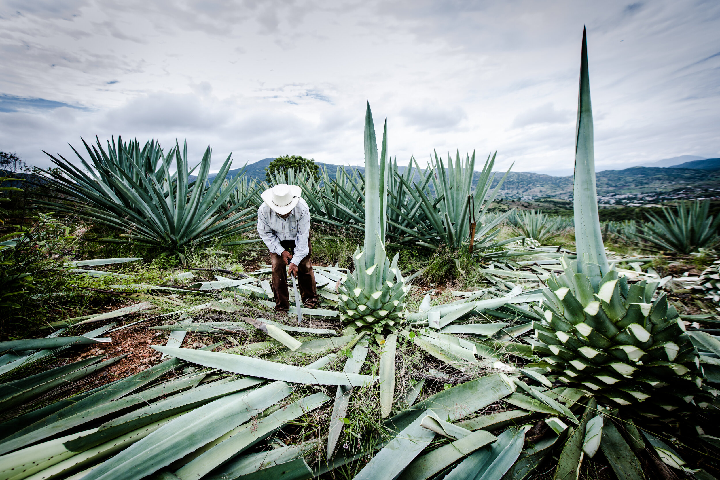  harvesting 7 to 9 years old agave plants to transform their juice into Mezcal using centuries-old traditional methods. San Baltazar Guelavila, Oaxaca, Mexico, August 2017 