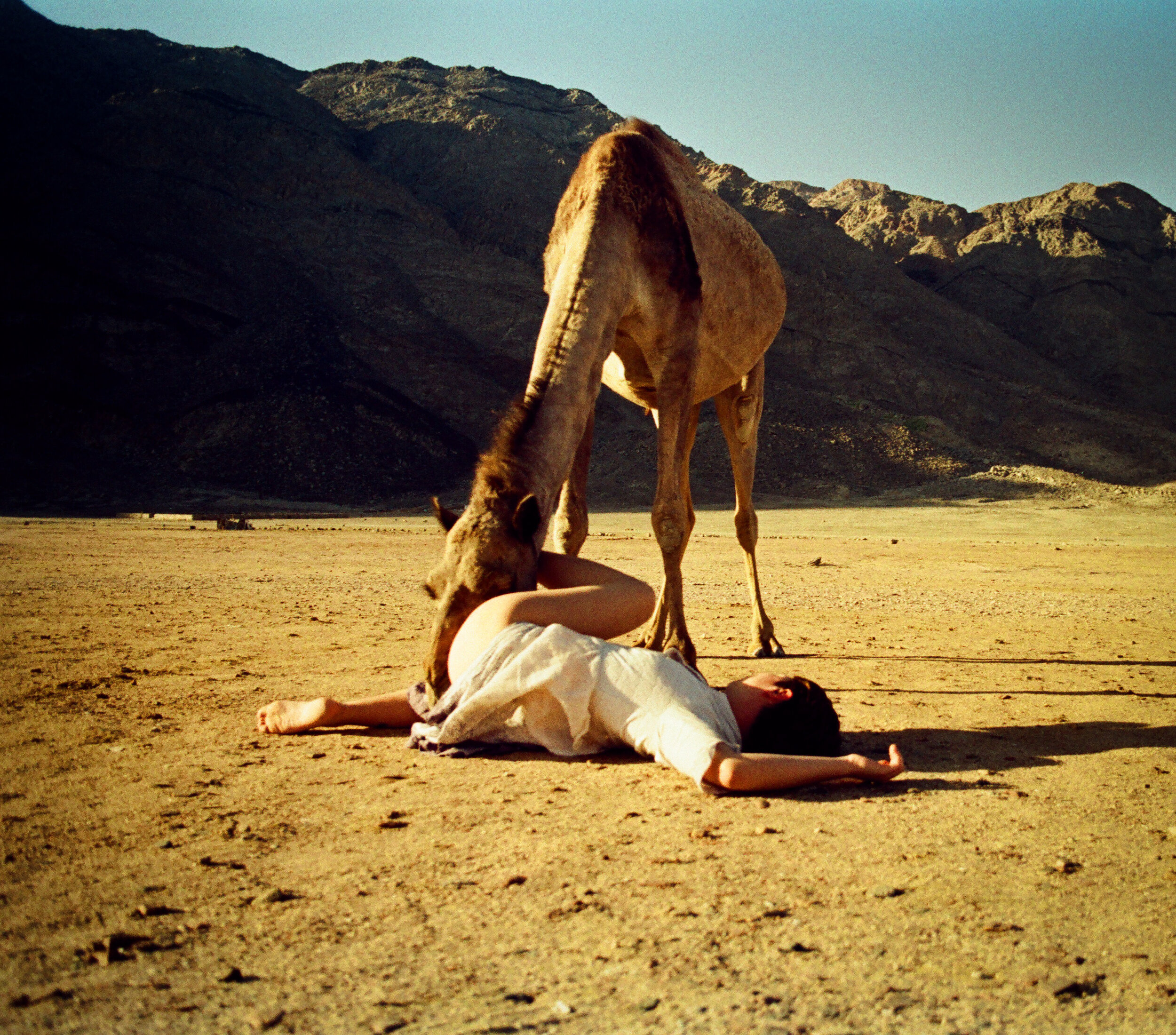  the camel whisperer - Dahab, South Sinai Desert, Egypt, 2018 