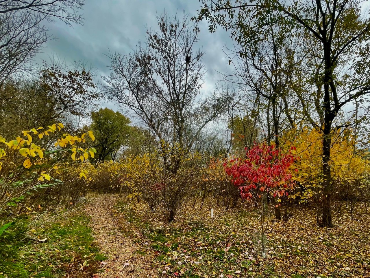 FALL TRAIL USED 2.jpeg