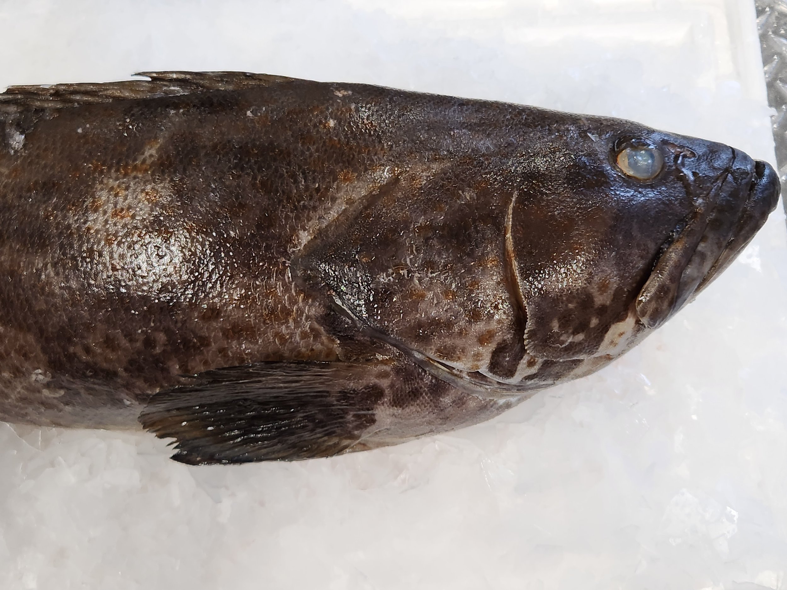 grouper head.jpg
