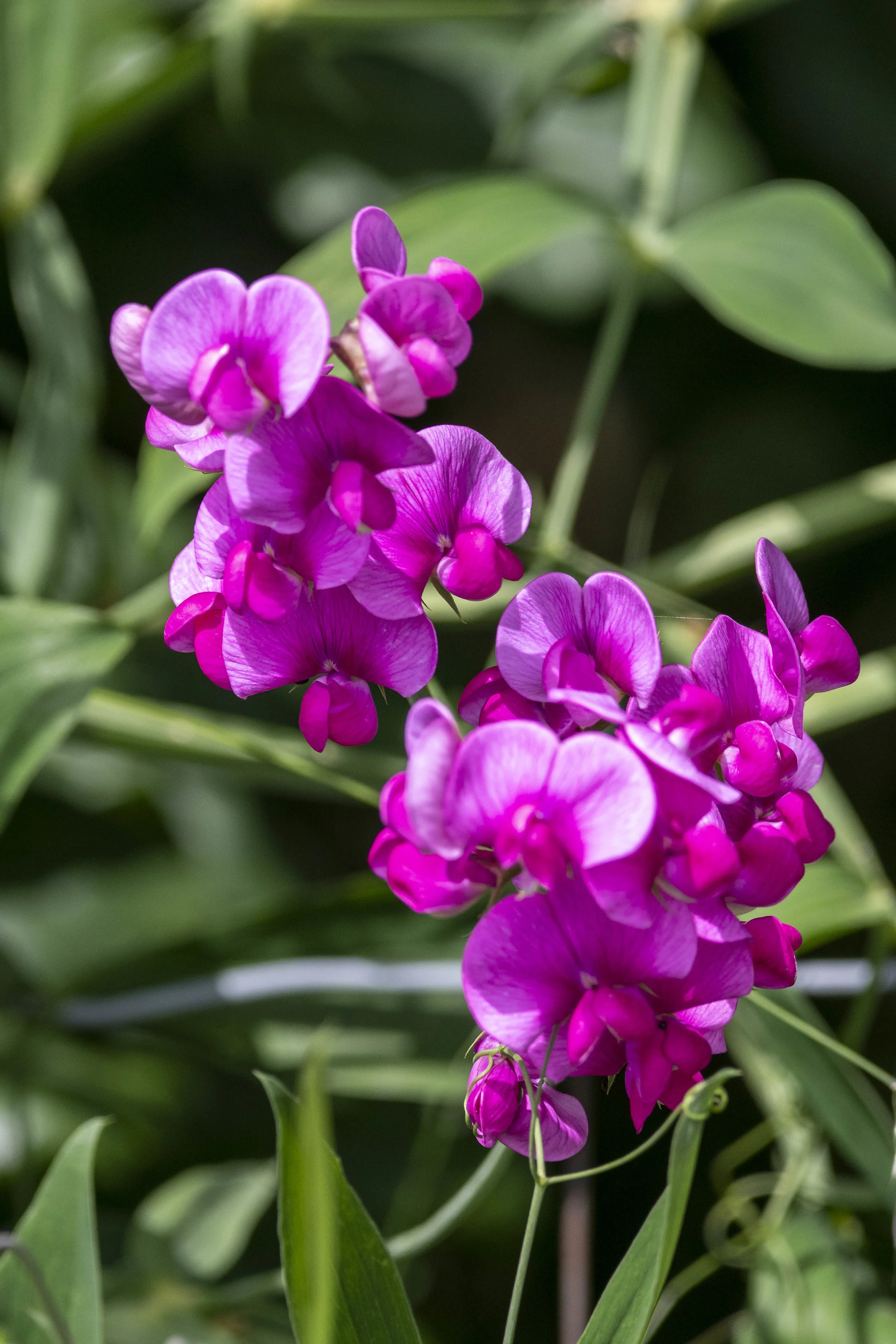 DSC_2472.jpg
