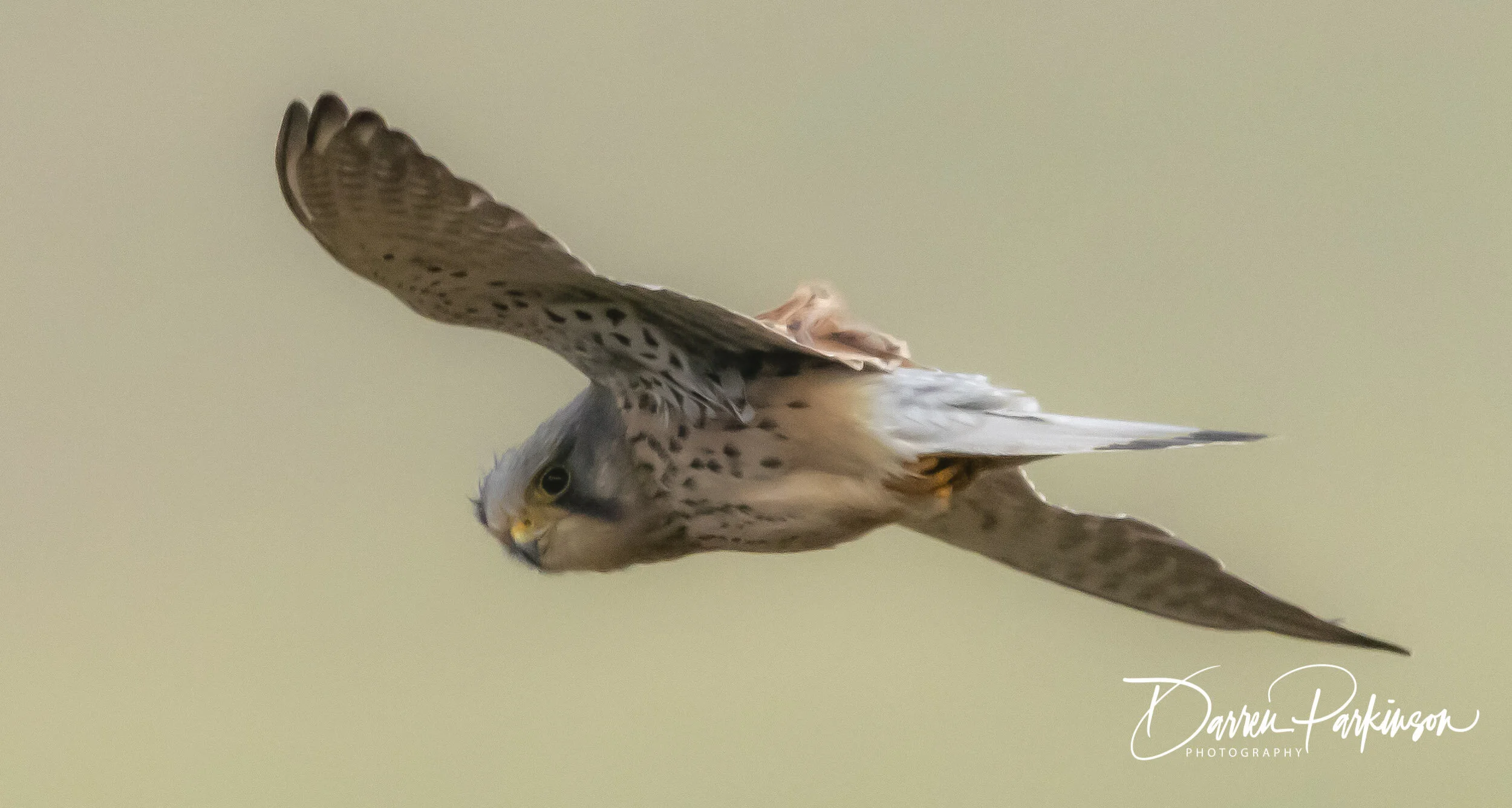 DSC_9975.jpg
