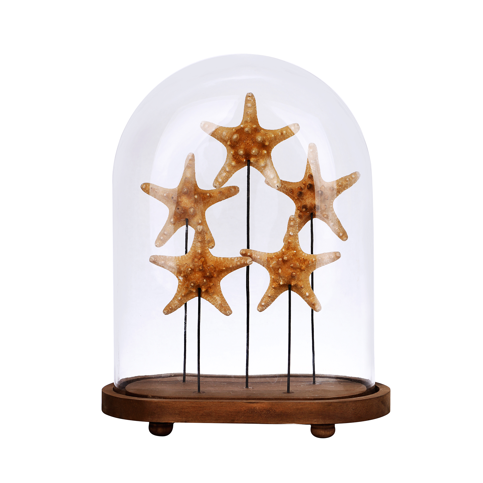star fish curio dome luxury home décor