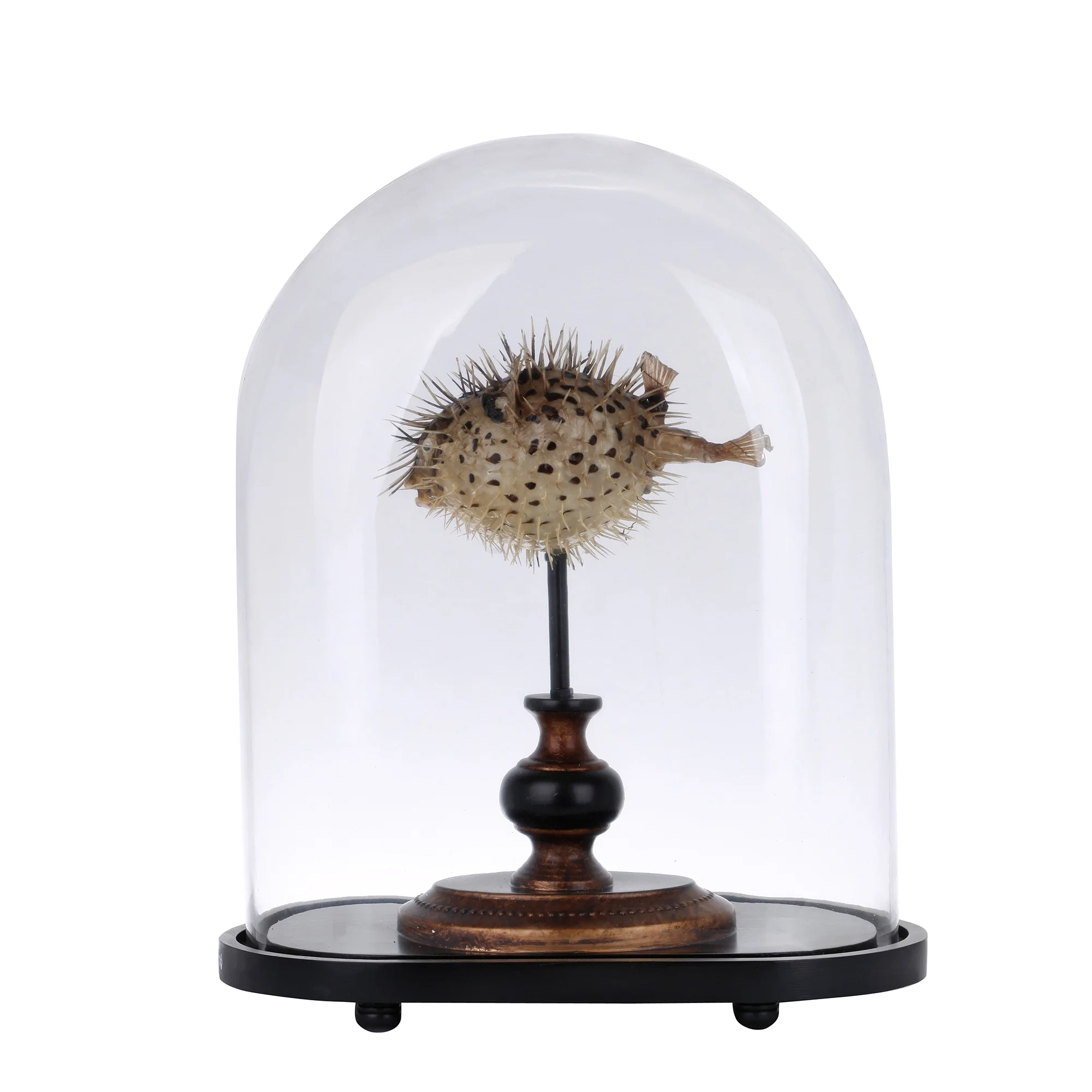 blow fish curio dome luxury home décor