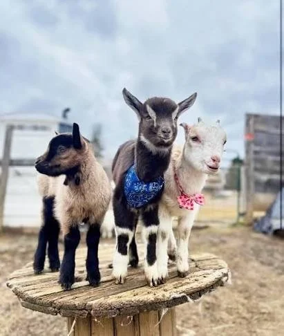 Family Goat Meet & Greet!