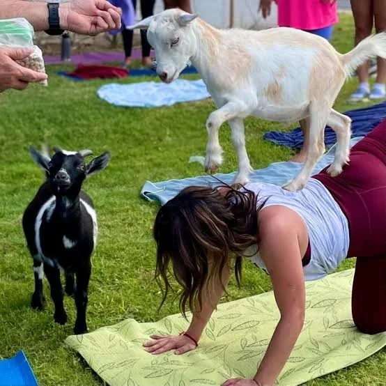 🐐 The Great Goat Getaway