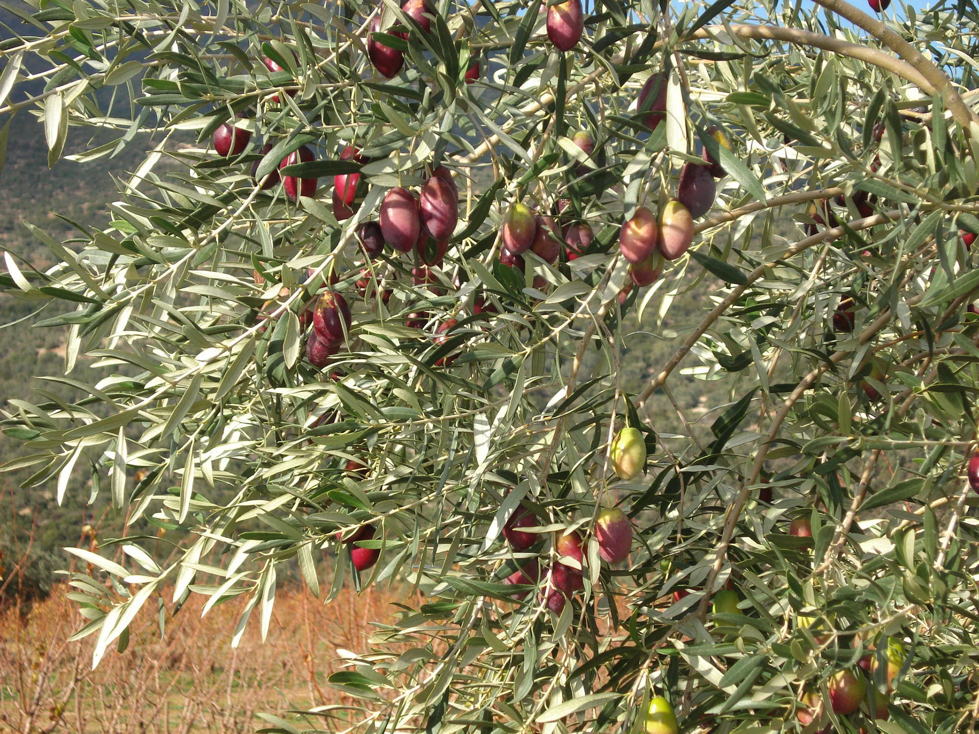 web-OLIVE-02.jpg