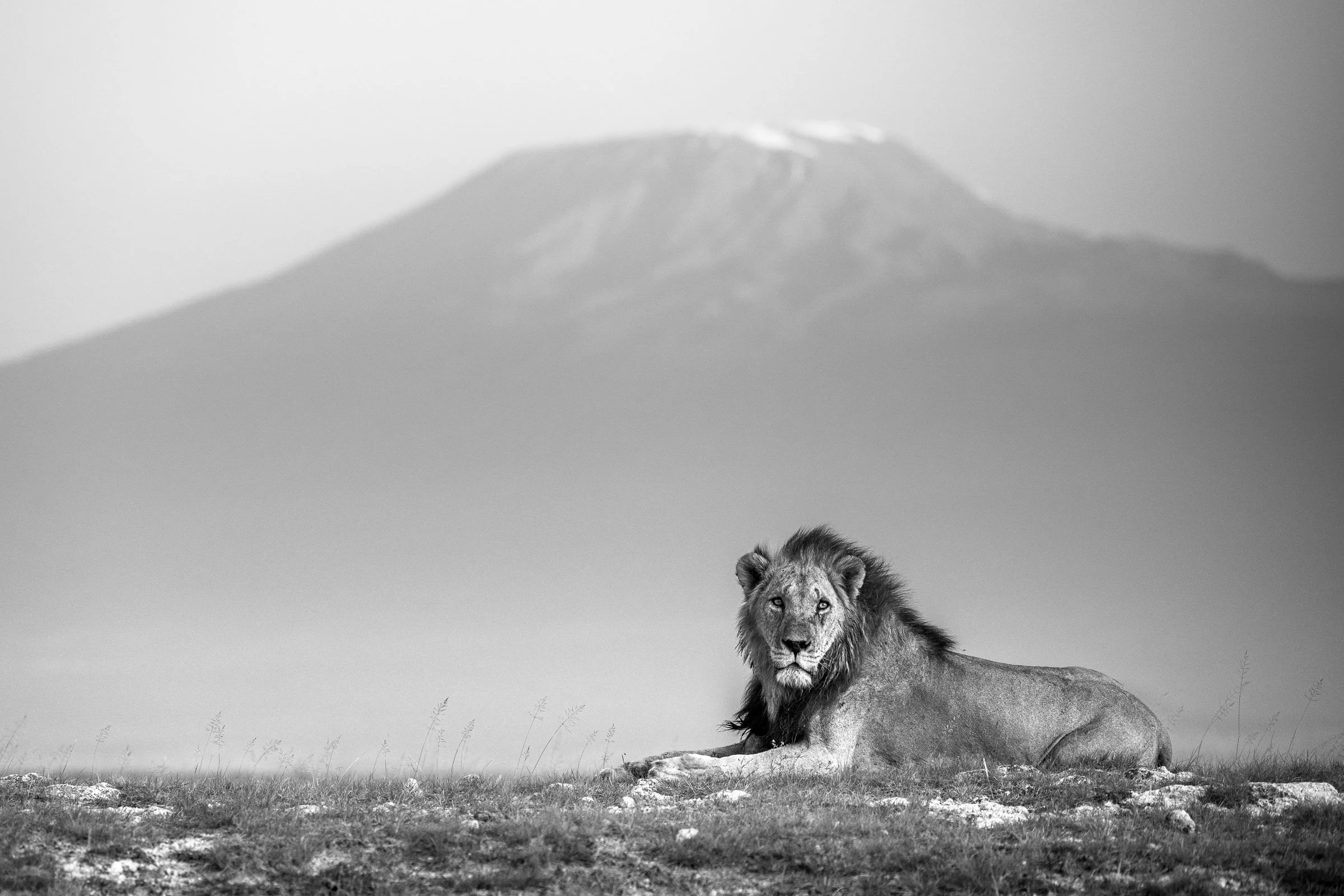 King of Kilimanjaro.jpg