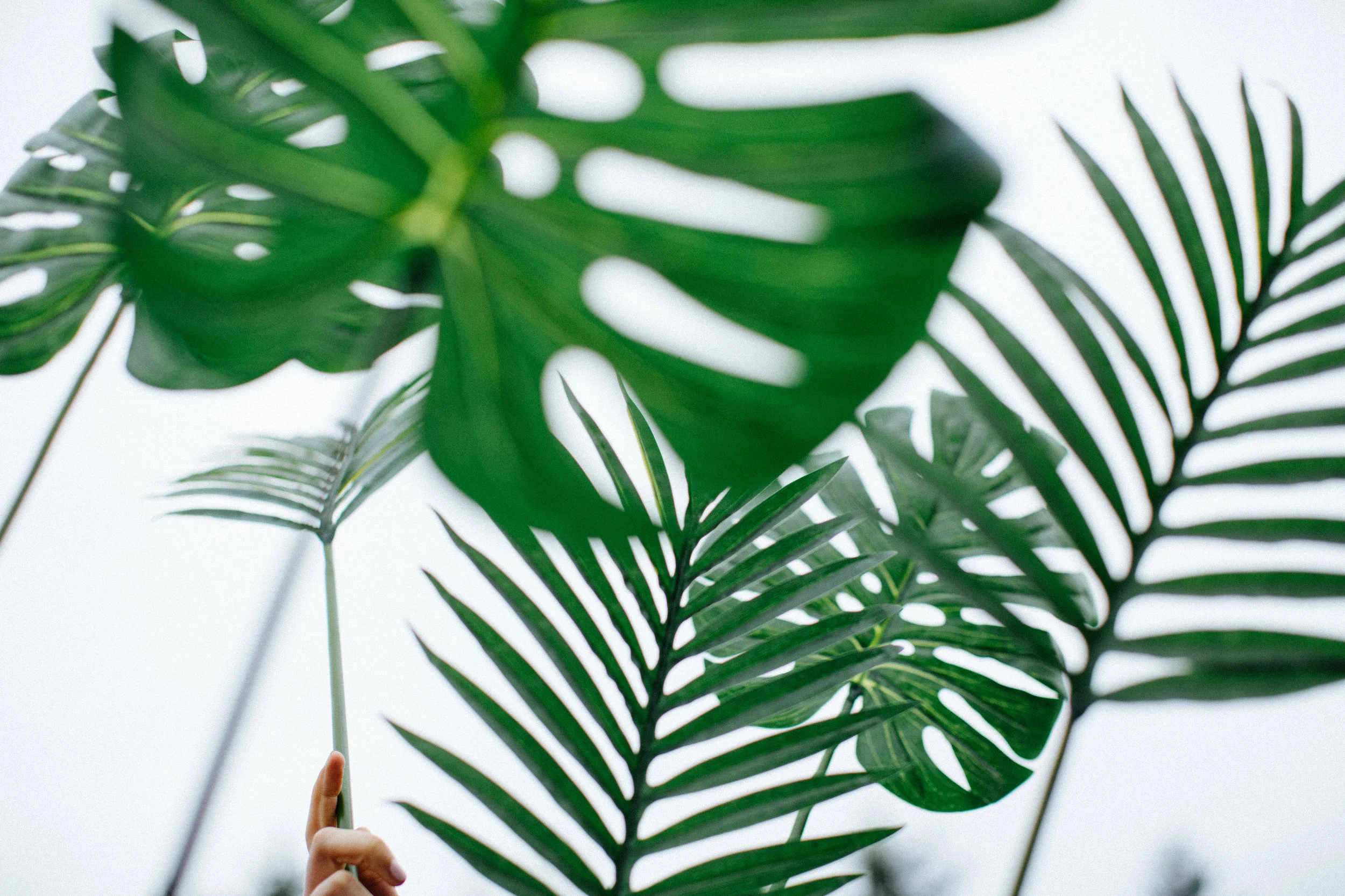 Palm Sunday - 5th April 2020