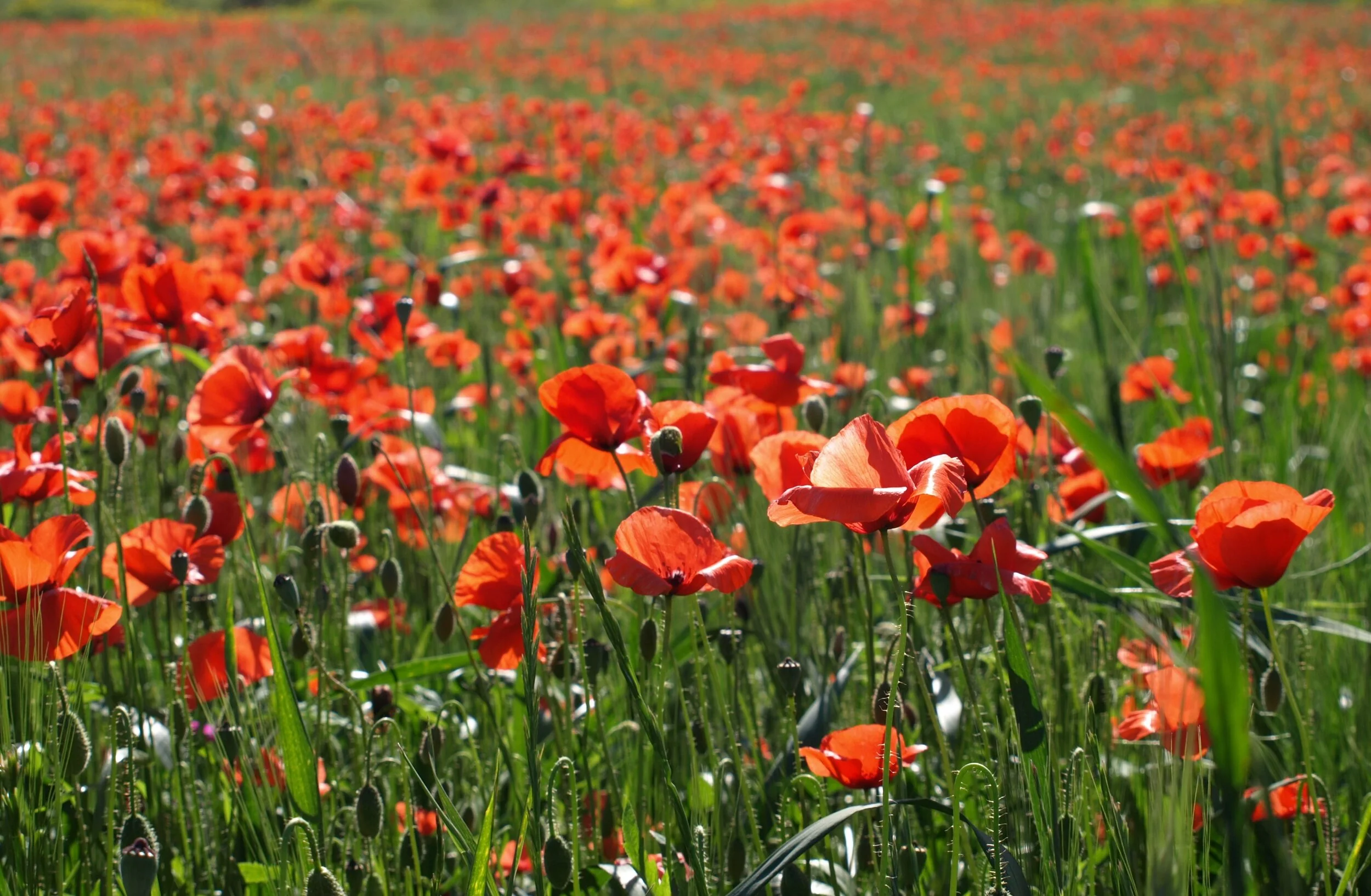 Remembrance Sunday - 8th November 2020