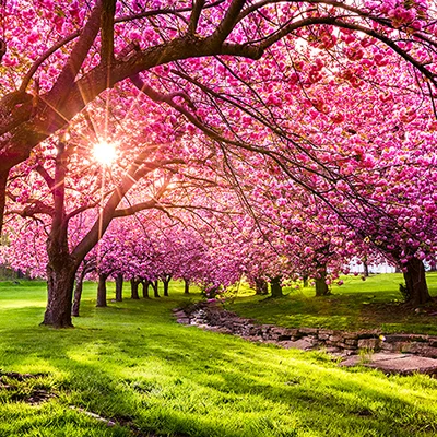 Extractions Don't Have to Be a Pain