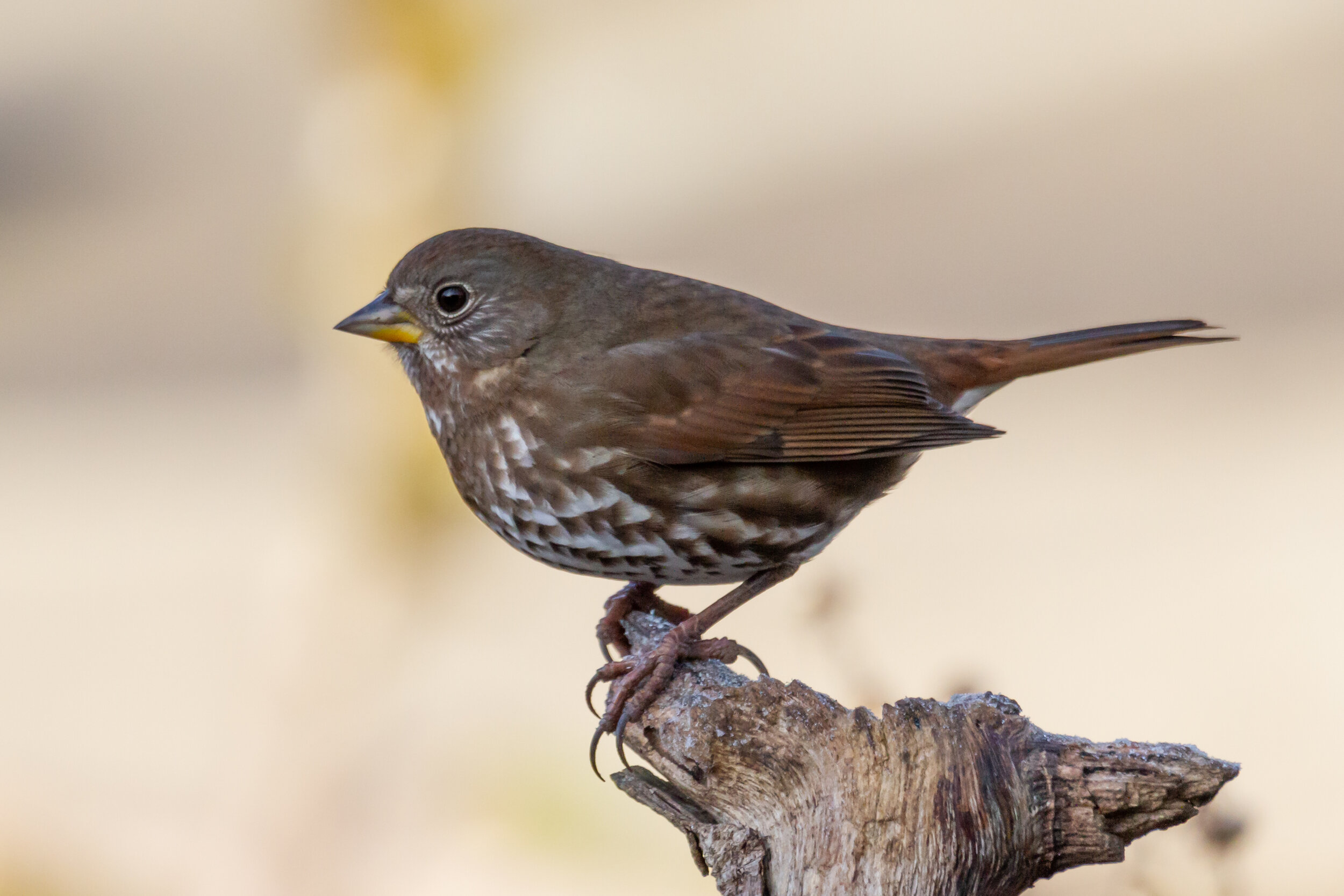 Fox Sparrow / Finley National Wildlife Refuge