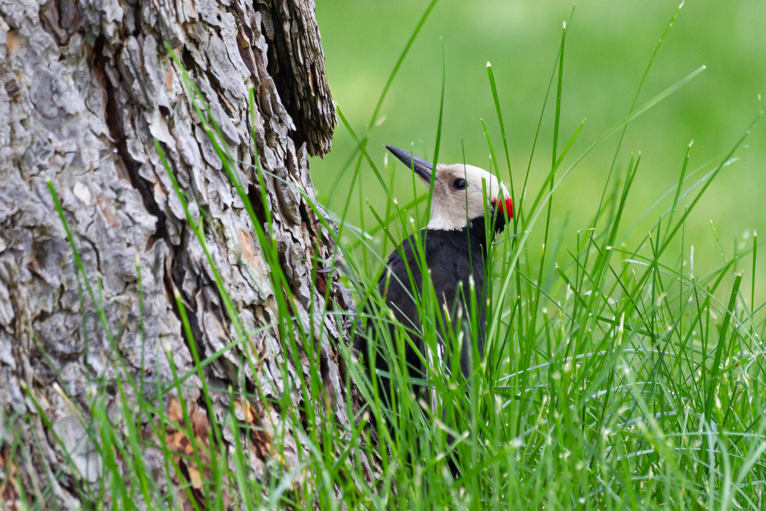 White-headed Woodpecker / Sisters, Oregon