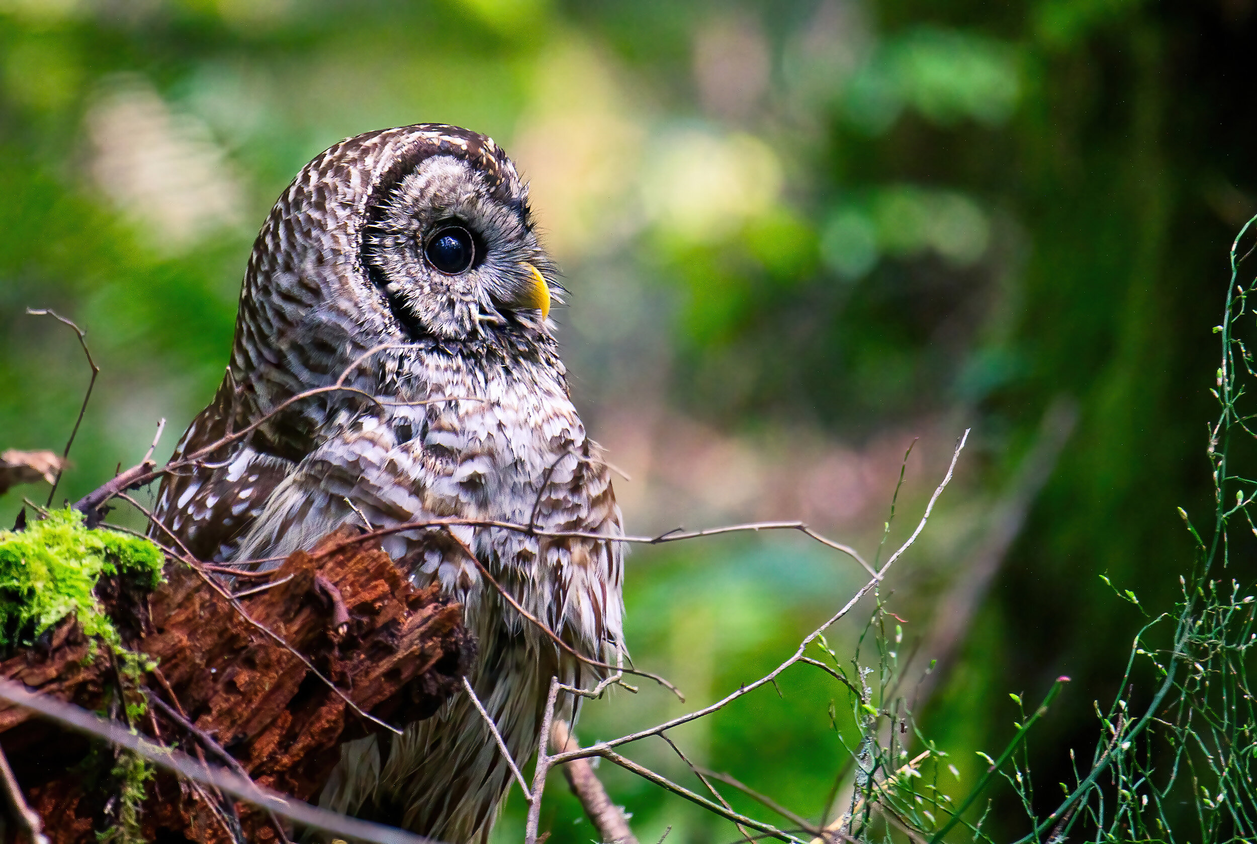 Barred Owl / Washington State