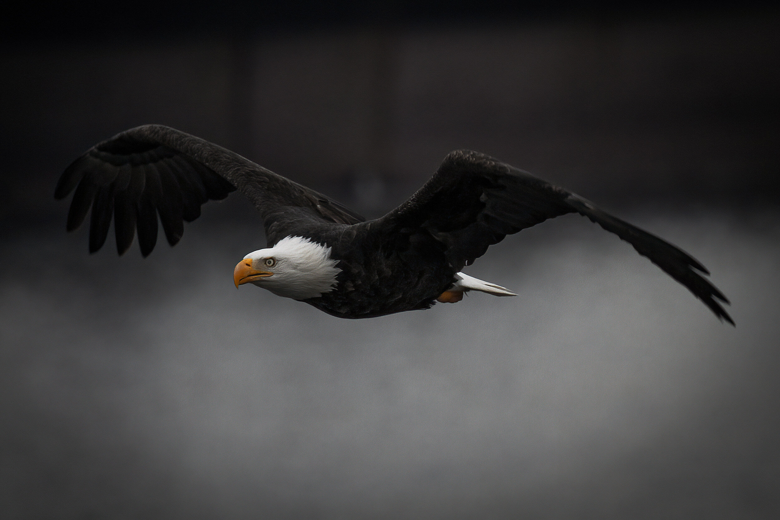 Bald Eagle / Tacoma, Washington