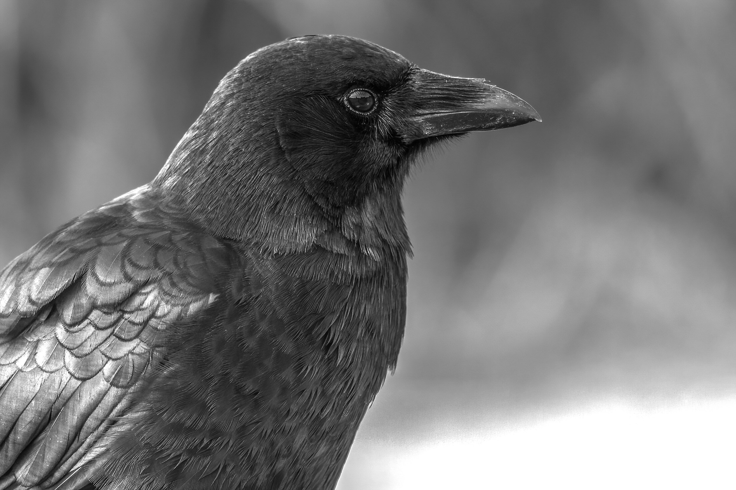 American Crow / Tacoma, Washington