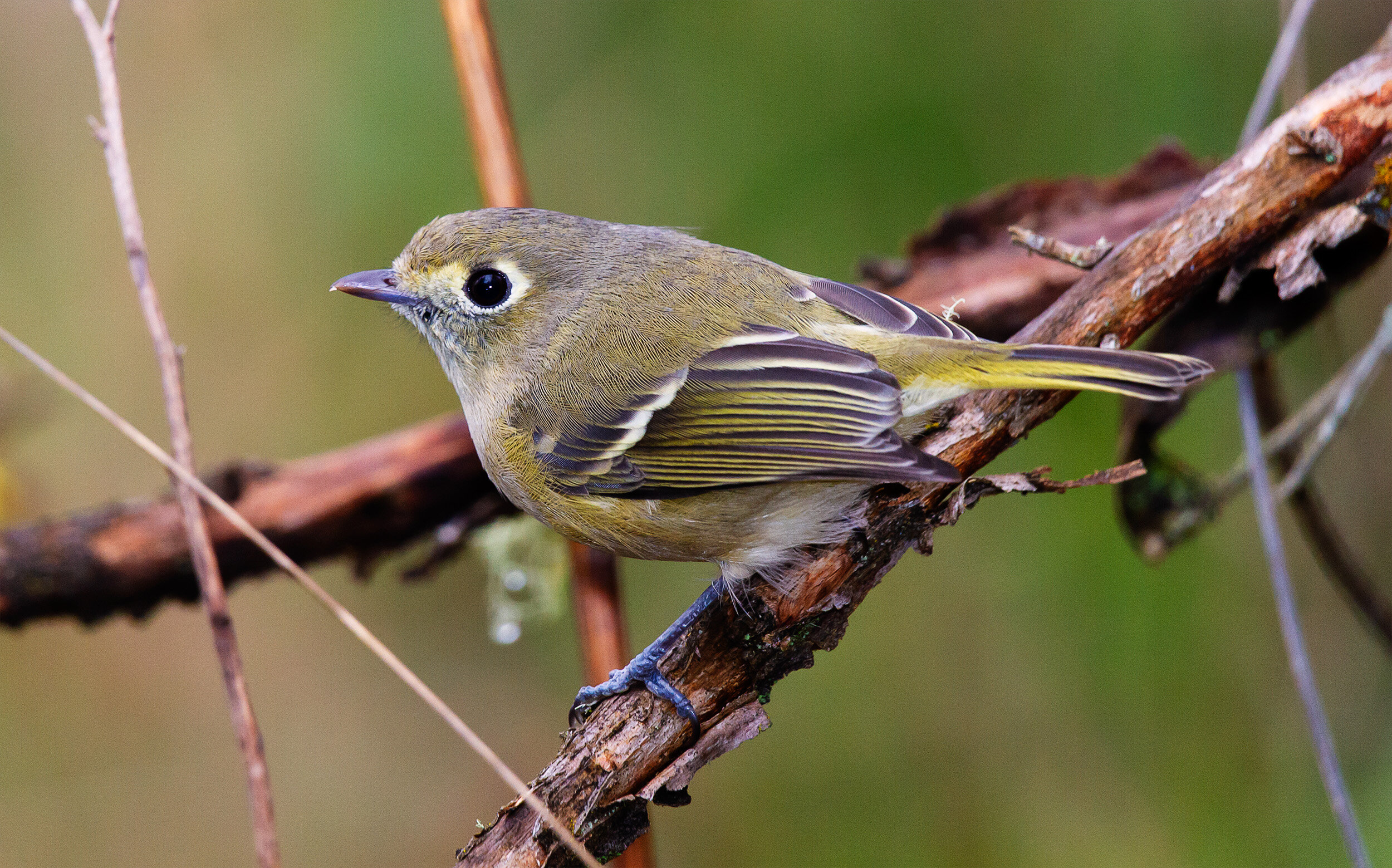 Hutton's Vireo / Washington State