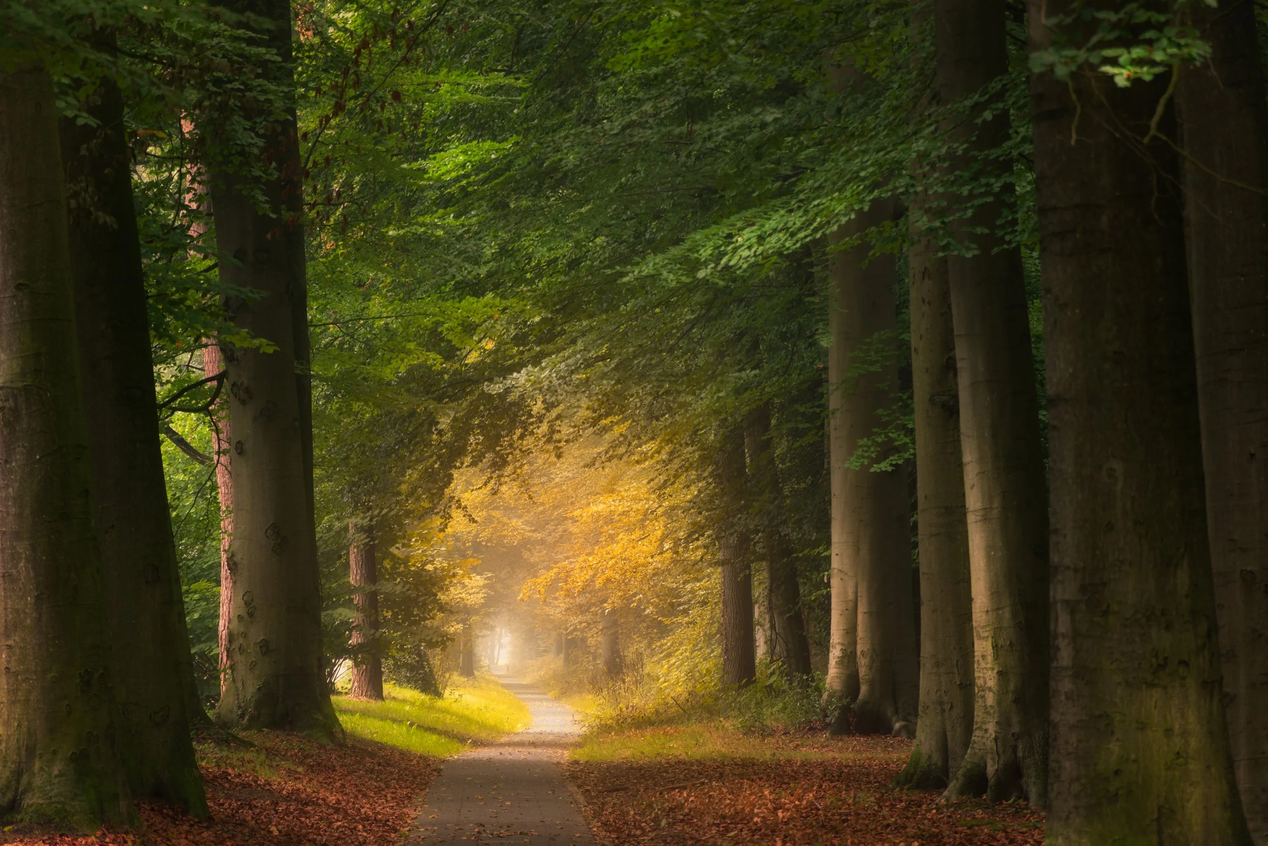 How Nature Can Help Our Mental Health