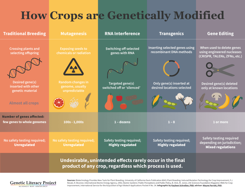 Rethinking GMOs: The past, present and future of genetically modified food  | Plant Trait Technology - ZeaKal