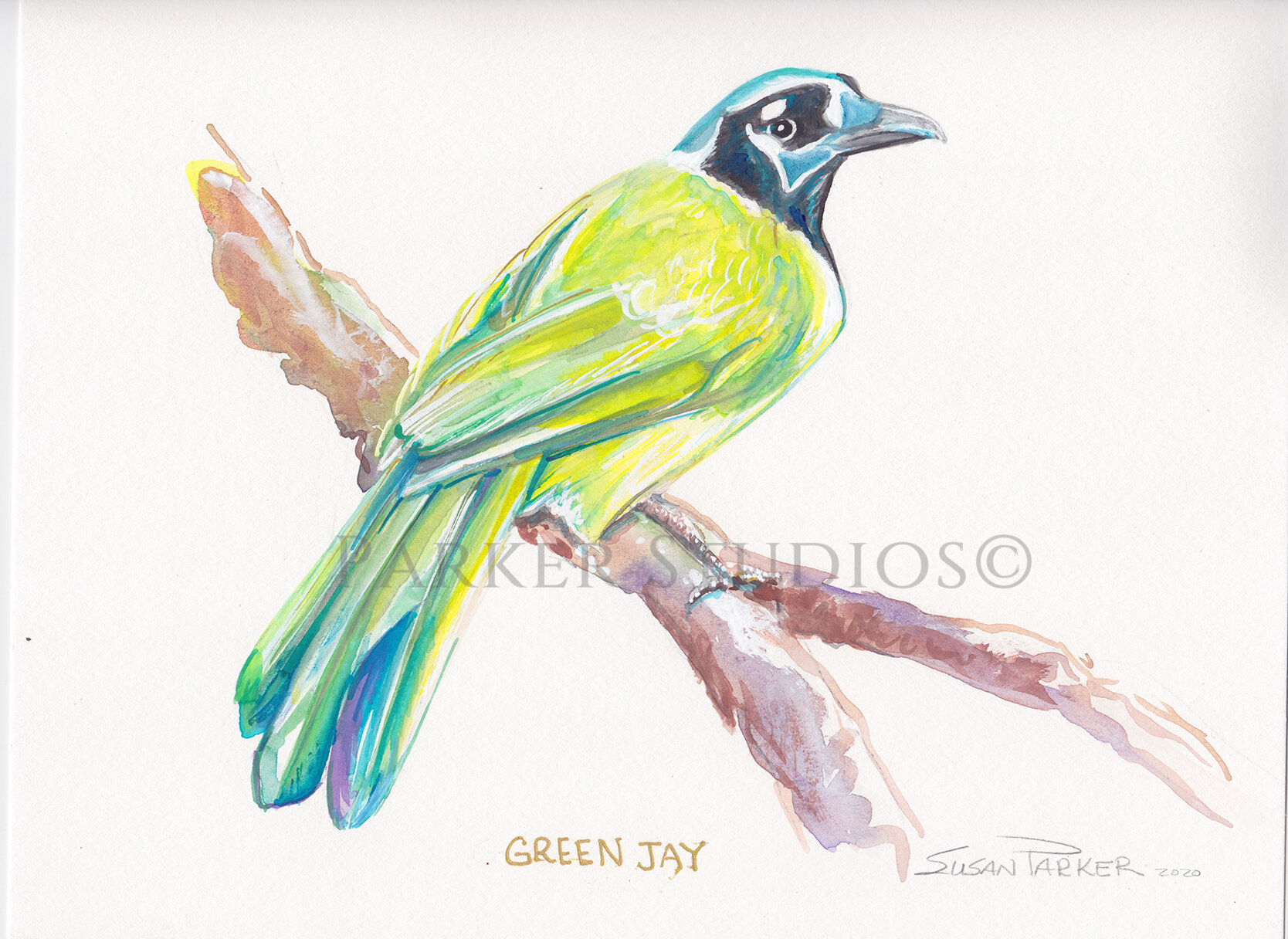 Green Jay -PRINT