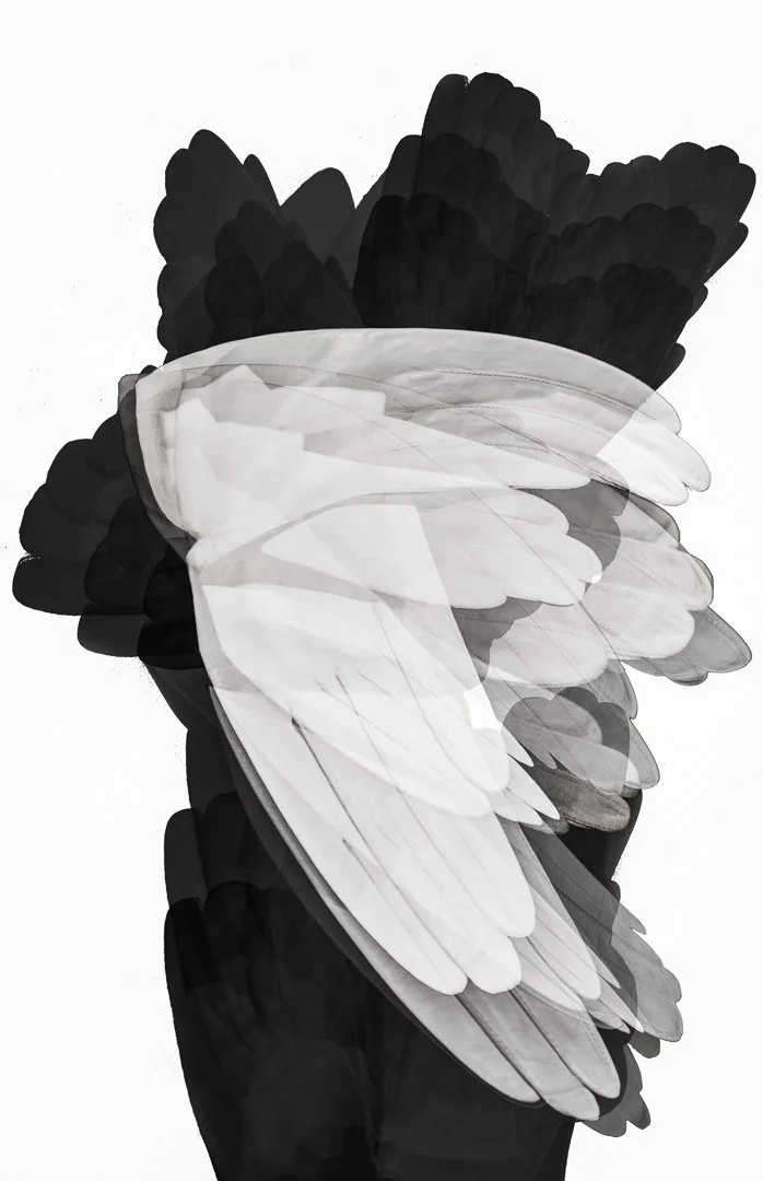 WingVII.jpg