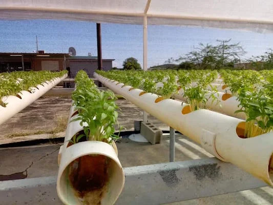 INICIATIVA DE ECODESARROLLO DE BAHIA DE JOBOS - IDEBAJO.jpg