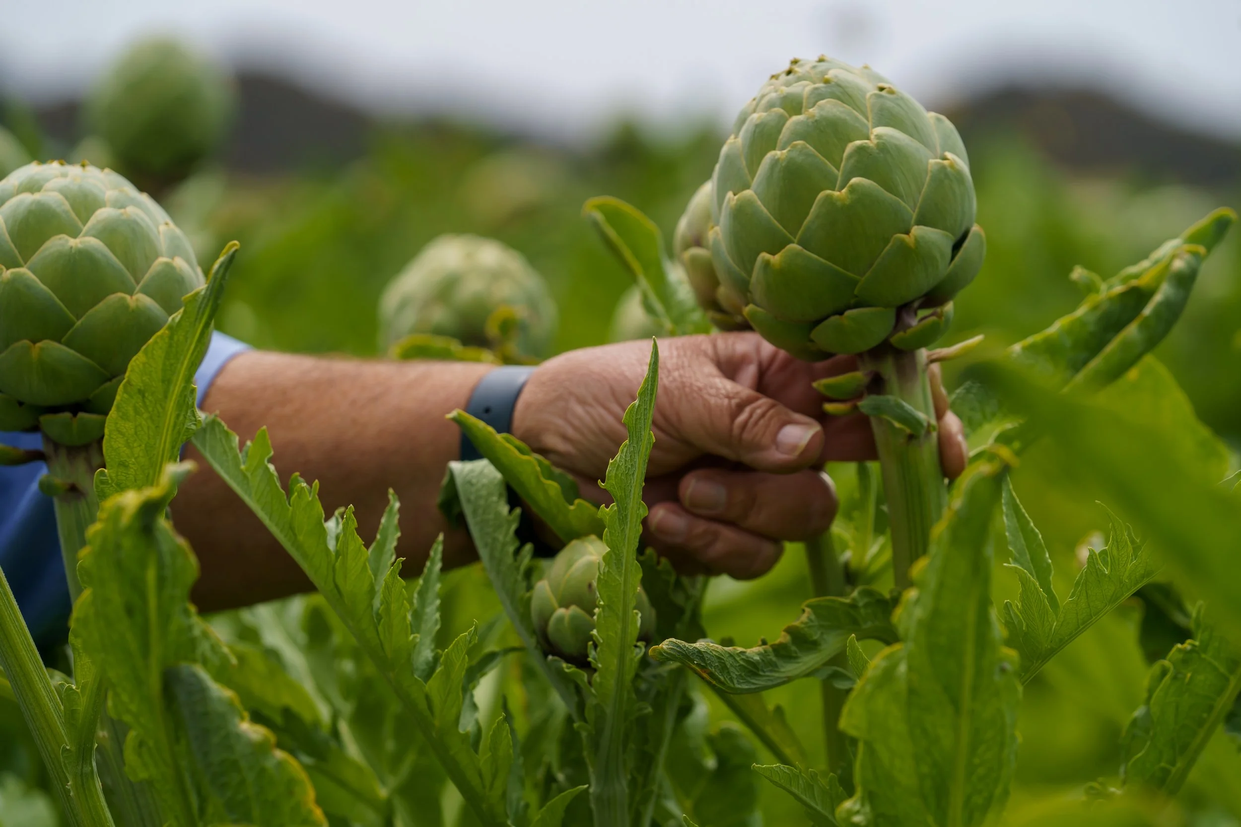 Lakeside Organic Gardens