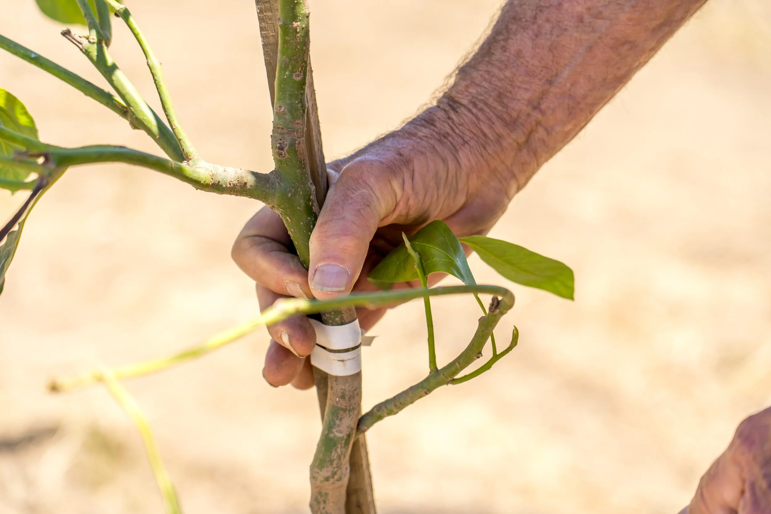Happy Valley Orchard