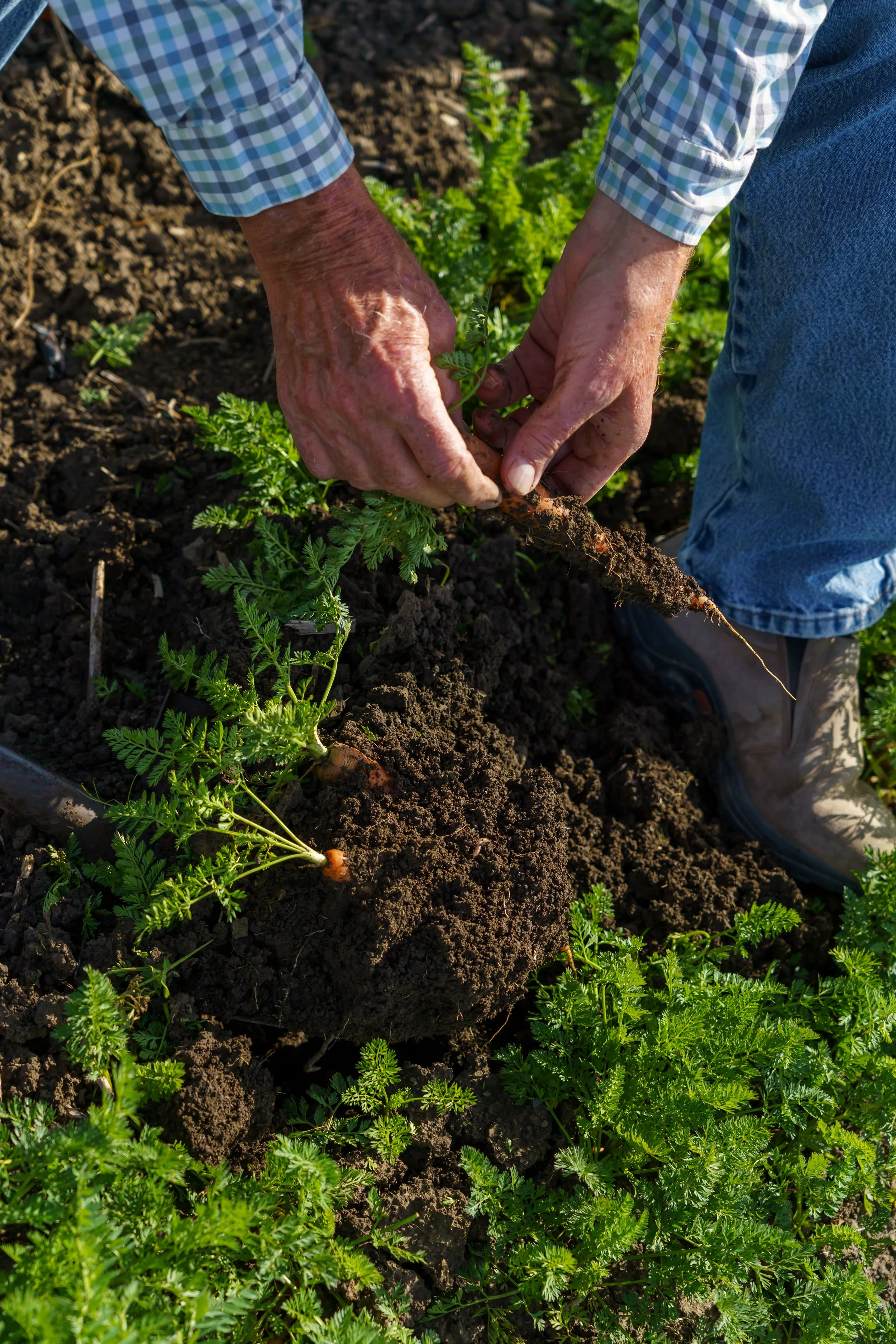 Pinnacle Organically Grown Produce